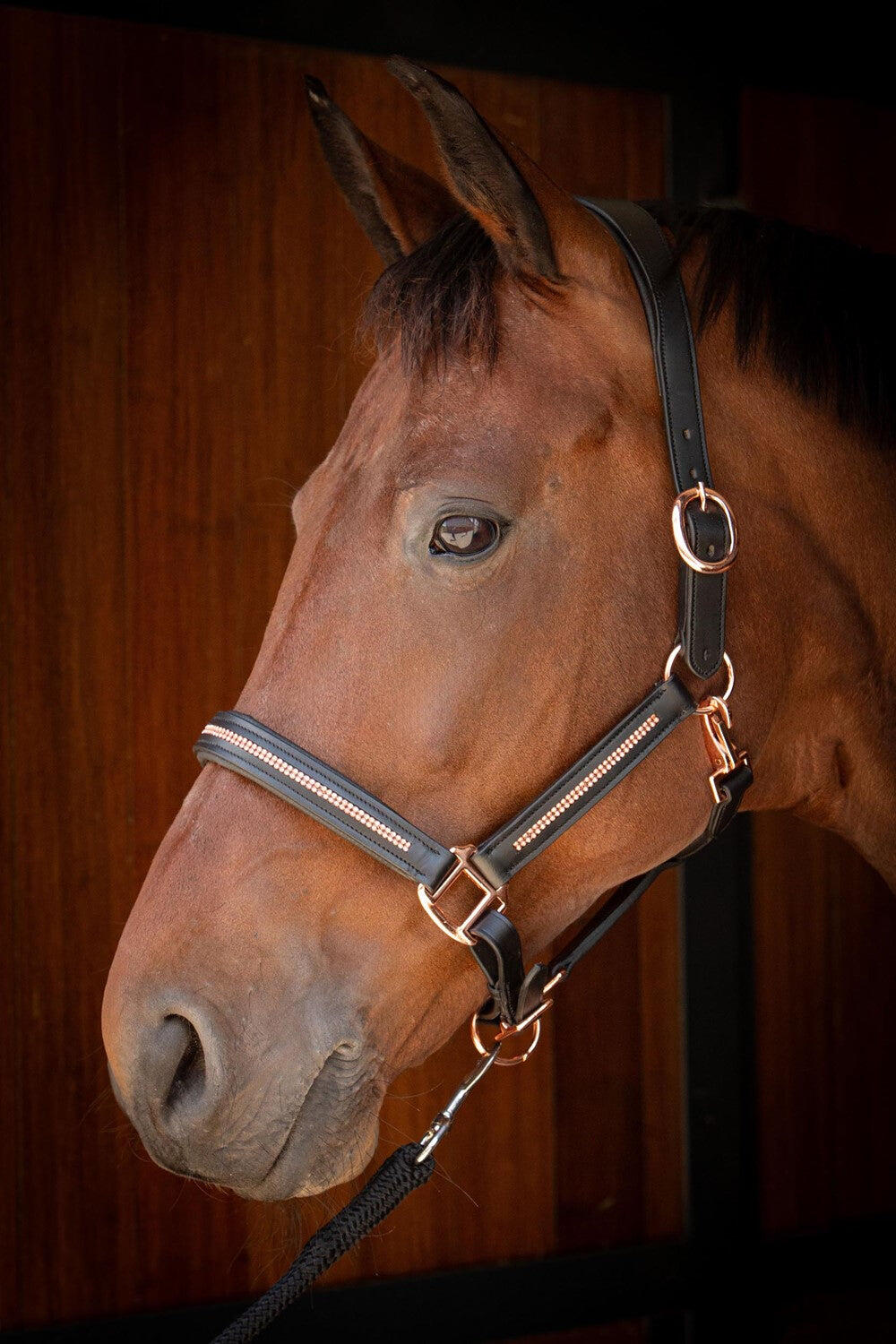 Lederhalfter für Pferde Harry's Horse Metallic 4/4