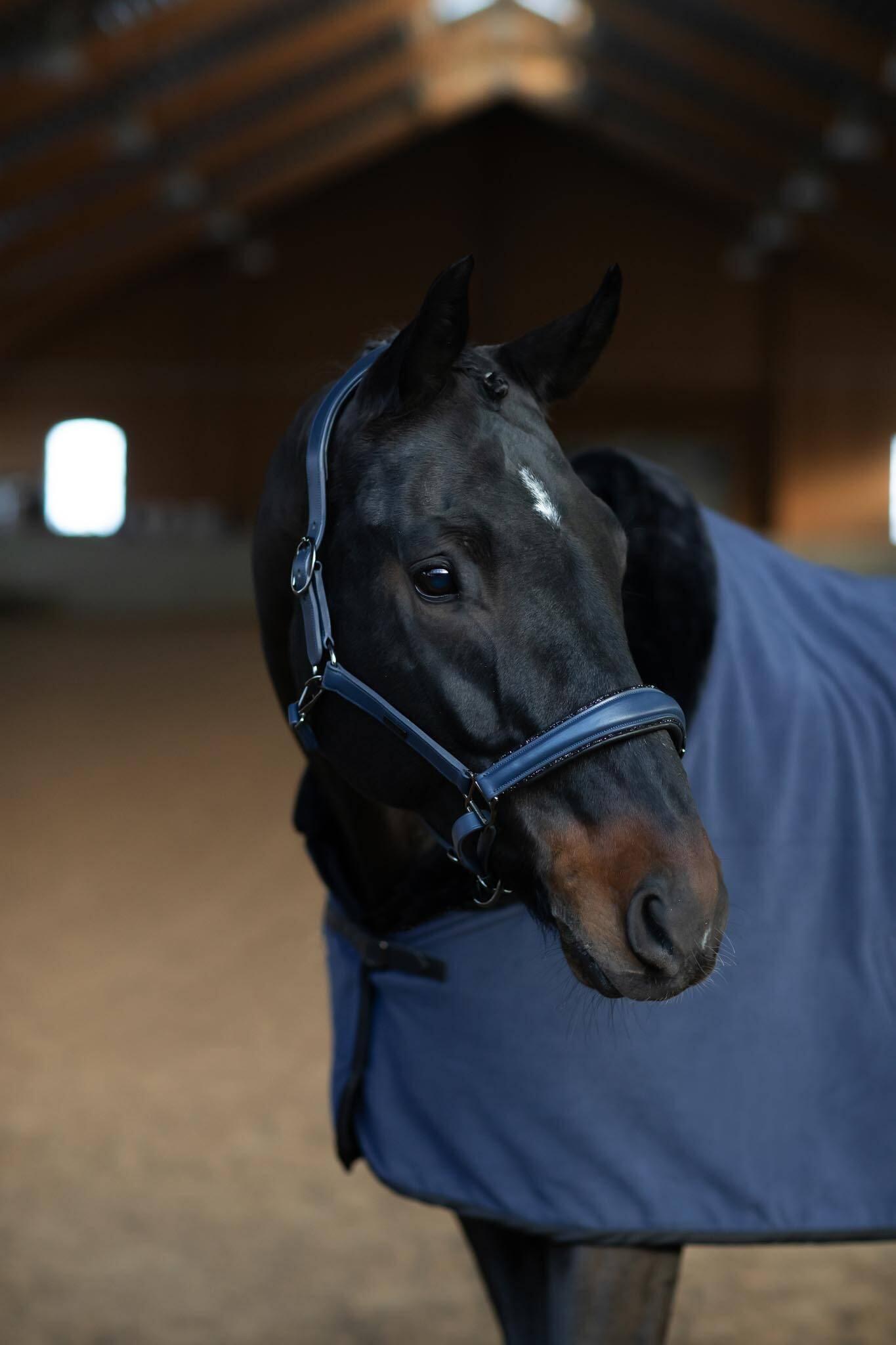 EQUESTRIAN STOCKHOLM picture