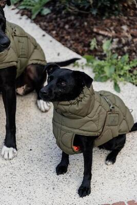 Hundemantel Kentucky Pina