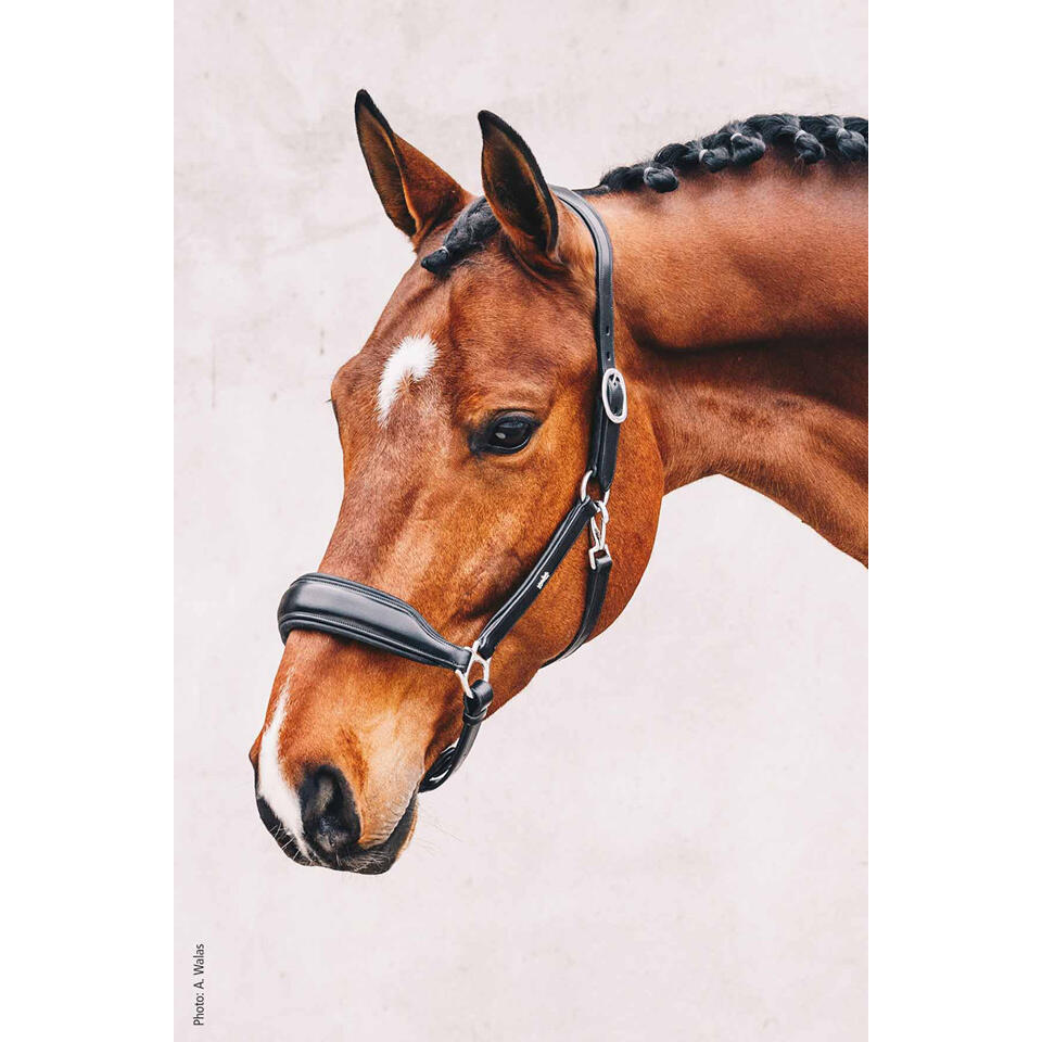 Licol in pelle per cavallo Schockemöehle Fremont 4/4