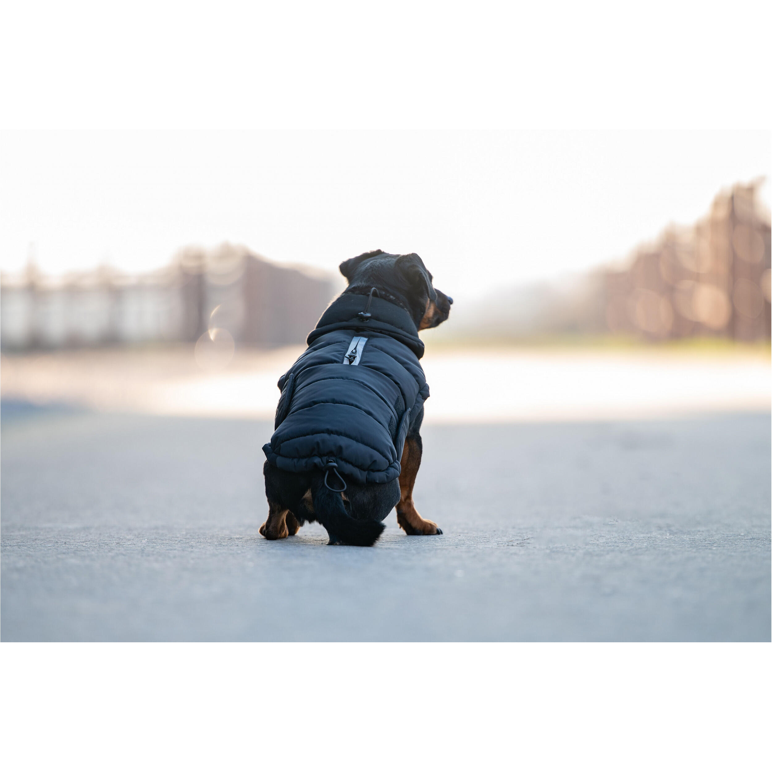 Manteau pour chien Catago FIR-Tech 3/4