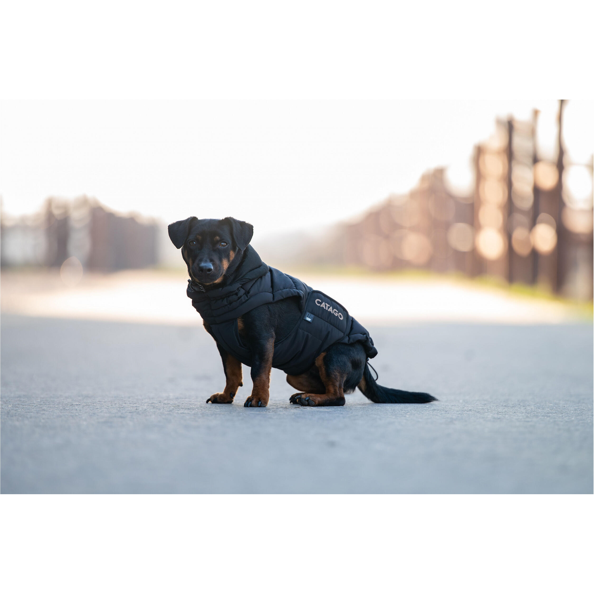 Manteau pour chien Catago FIR-Tech 2/4