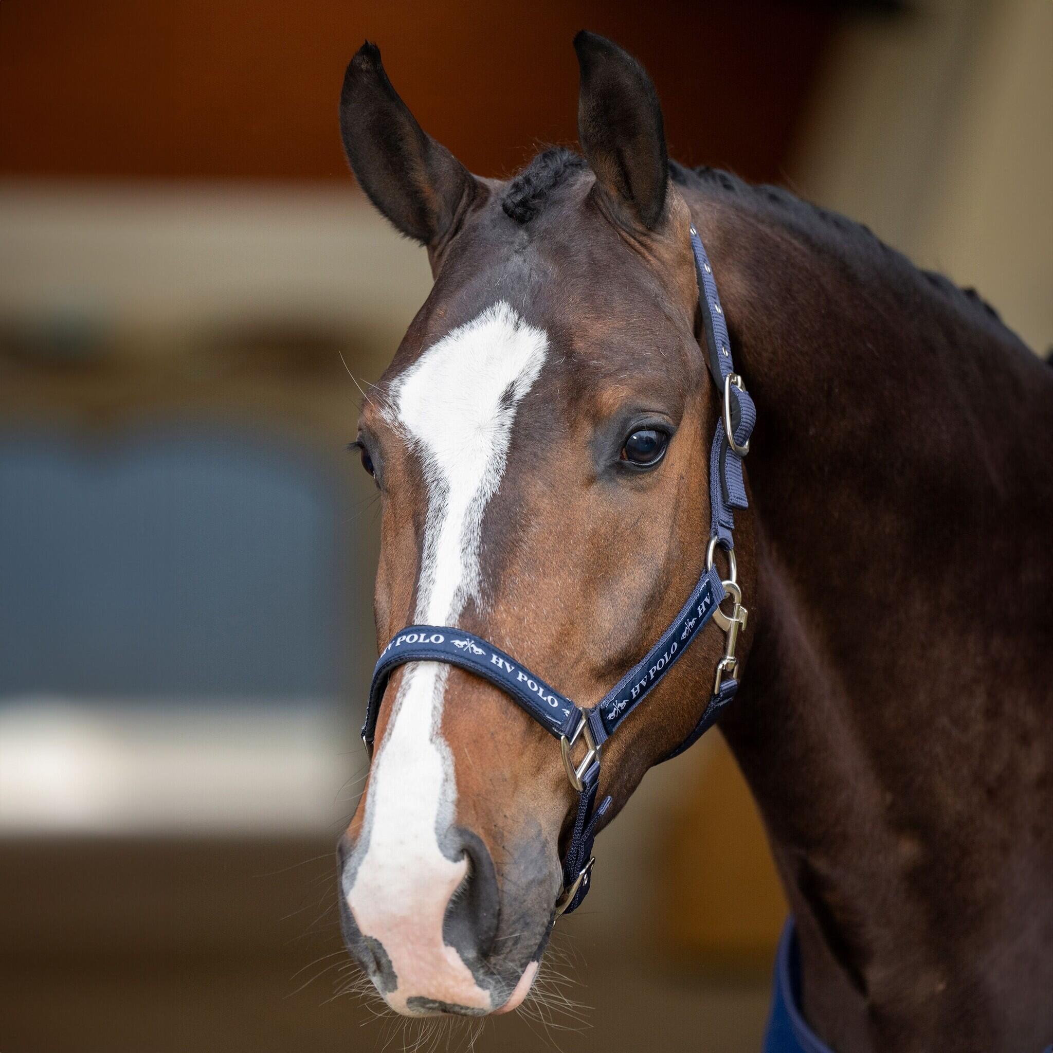 HV Polo Halster HVPNena - Navy (Full) (Full) 3/5