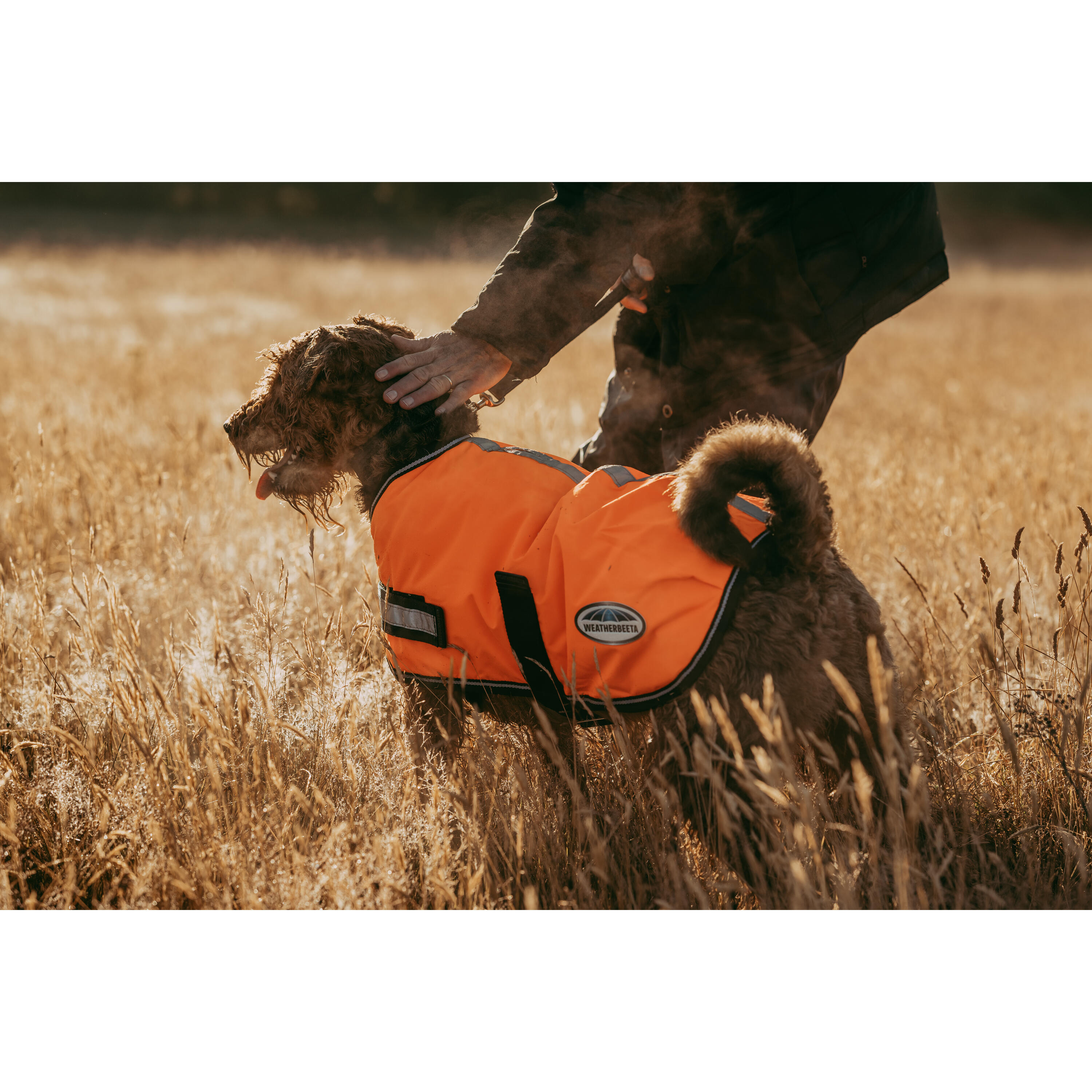 Weatherbeeta - Manteau Pour Chien Réfléchissant Weatherbeeta Comfitec Parka 300d - Manteau Pour Chien - Orange - 250 Mm - Decathlon