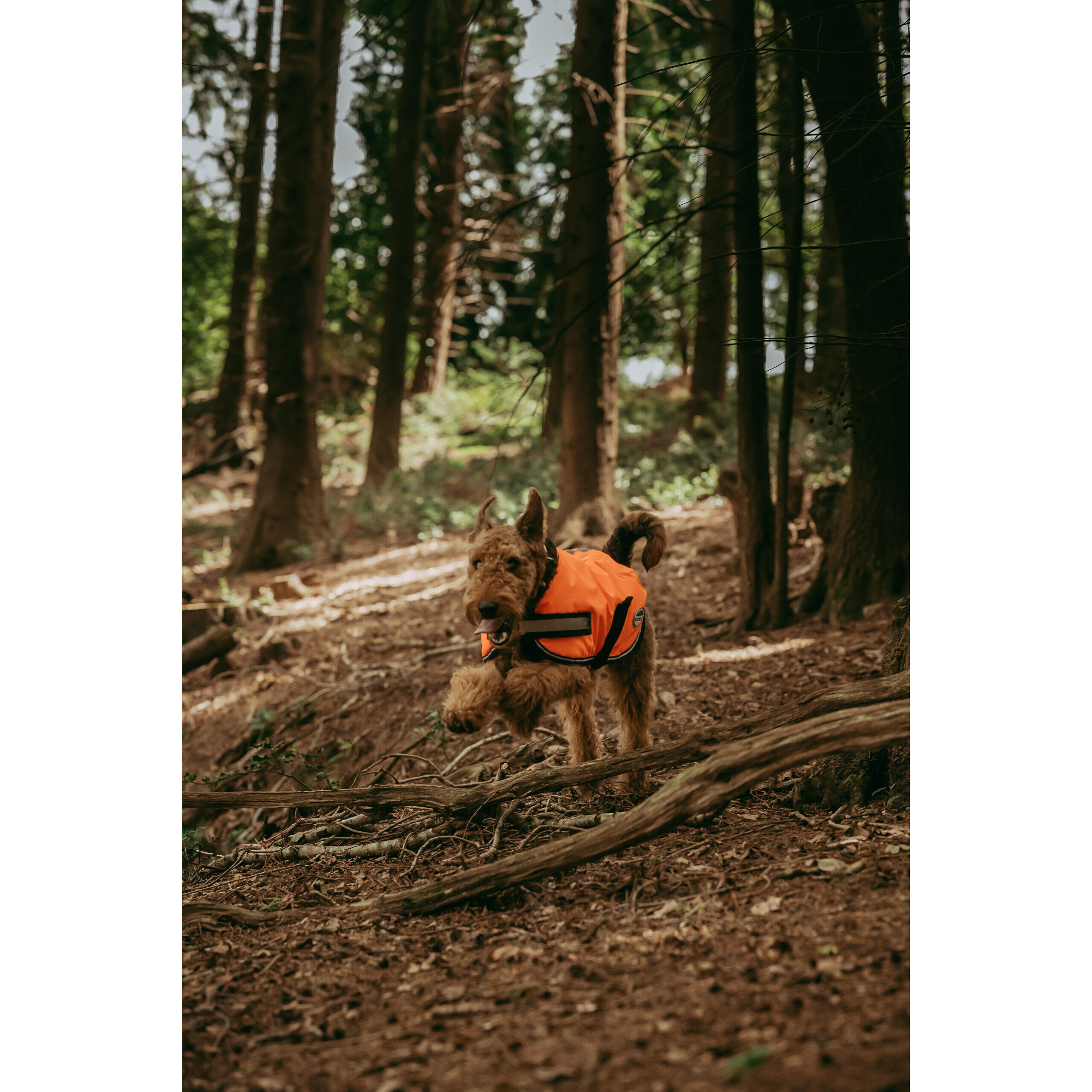 Cappottino fluorescente per cani Weatherbeeta Comfitec Parka 300D 2/5