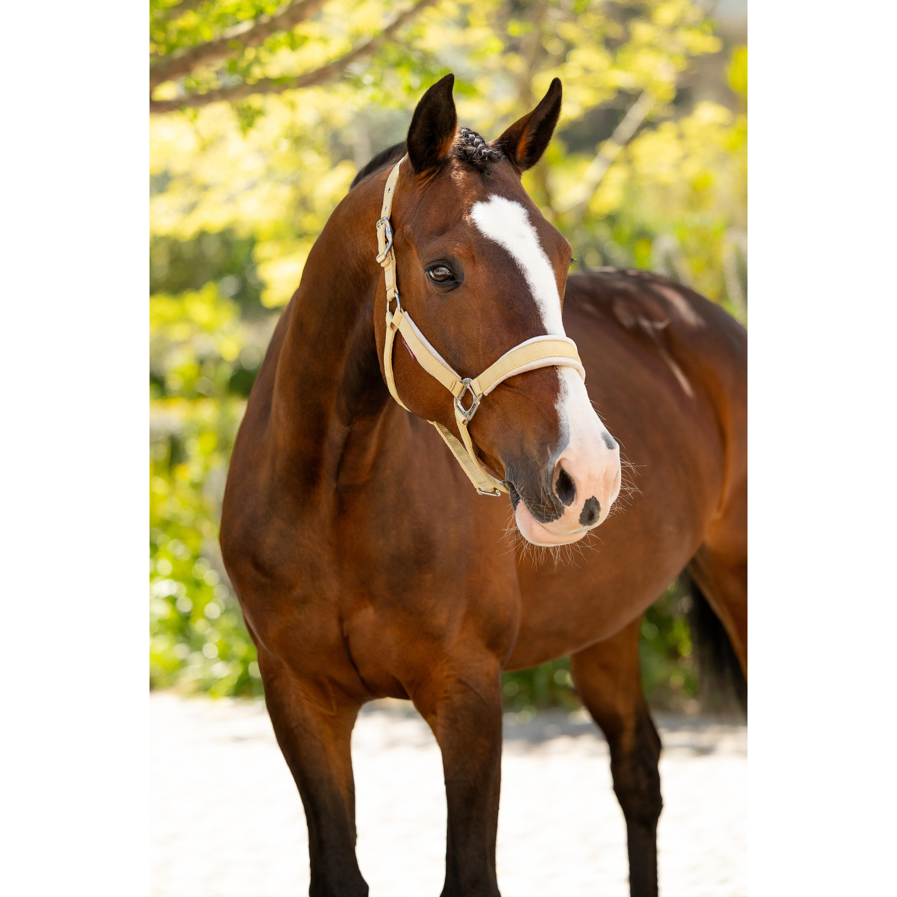 Licol pour cheval LeMieux Versailles 3/4