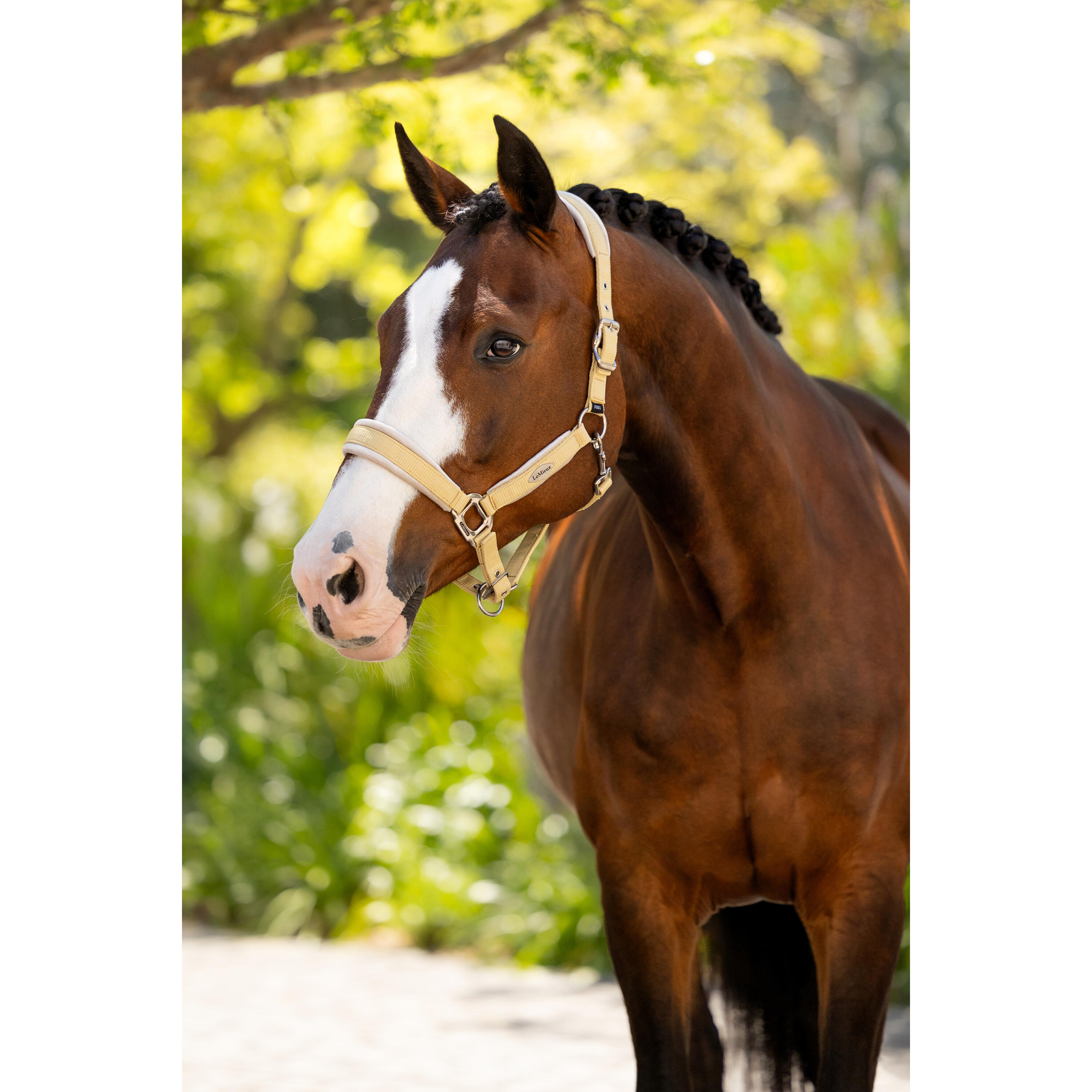 Licol pour cheval LeMieux Versailles 2/4