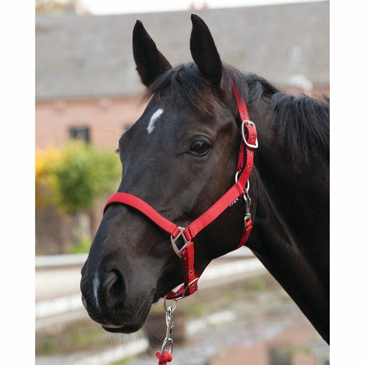 HORSE GUARD picture