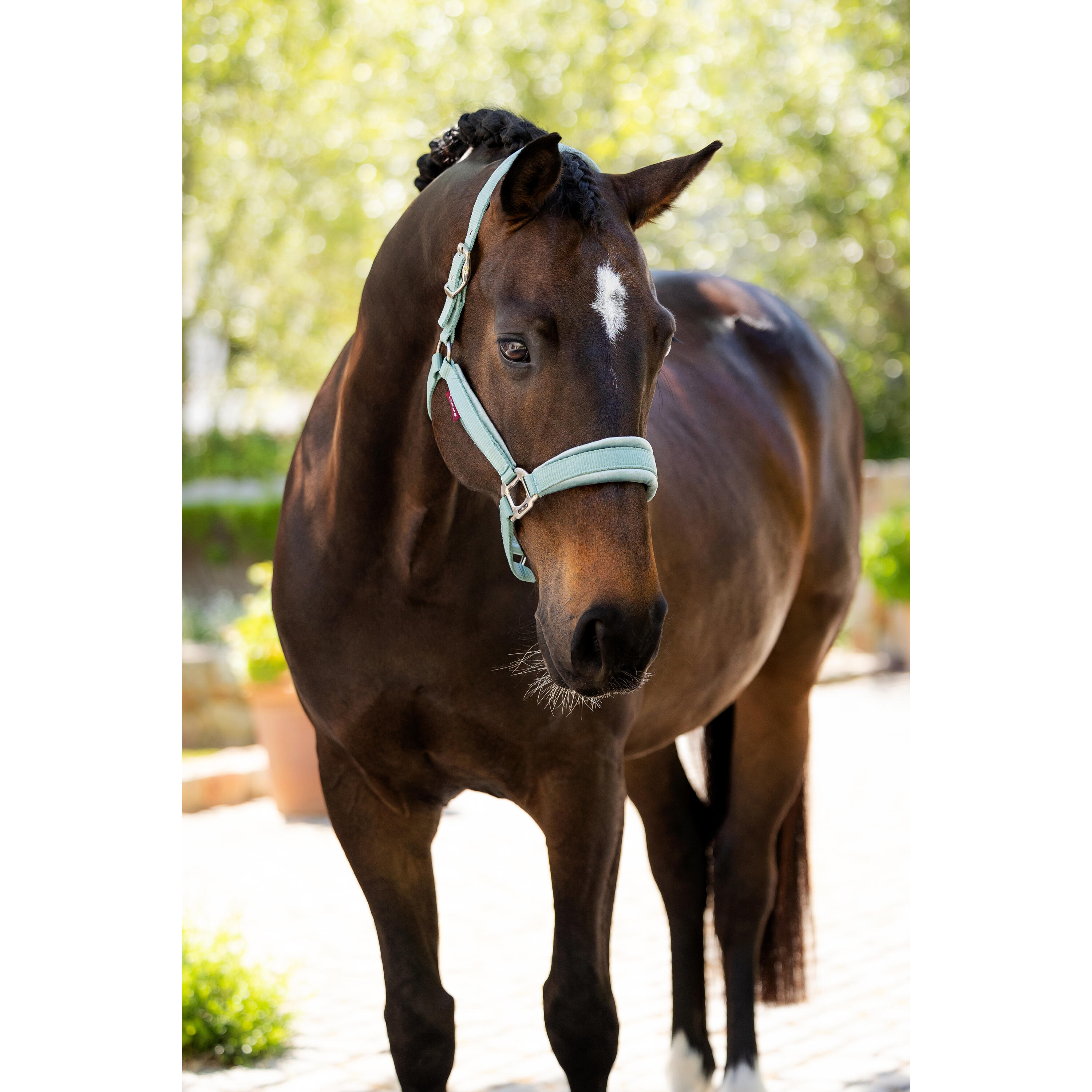 Licol pour cheval LeMieux Versailles 2/4