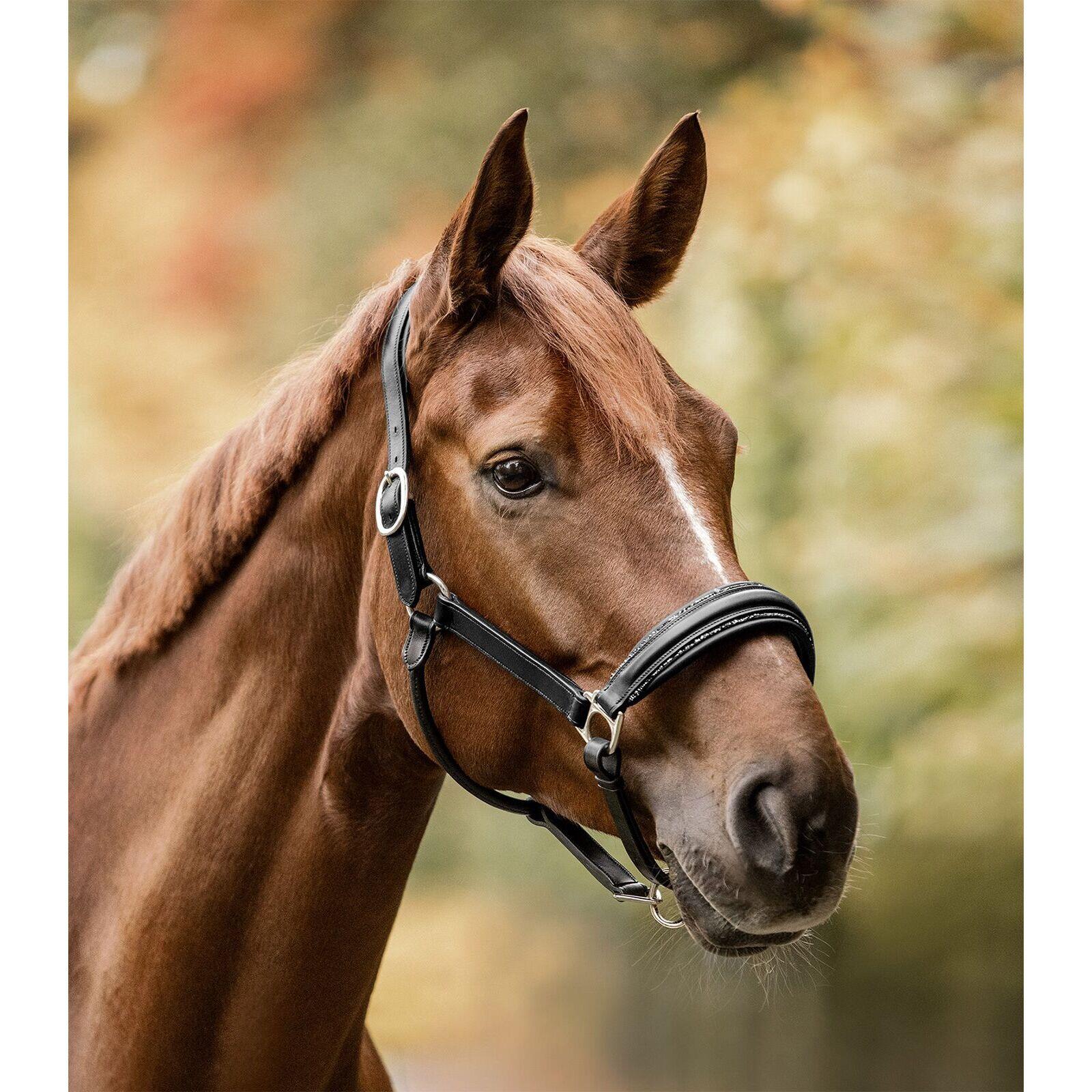 Licol pour cheval Waldhausen S-Line 2/3