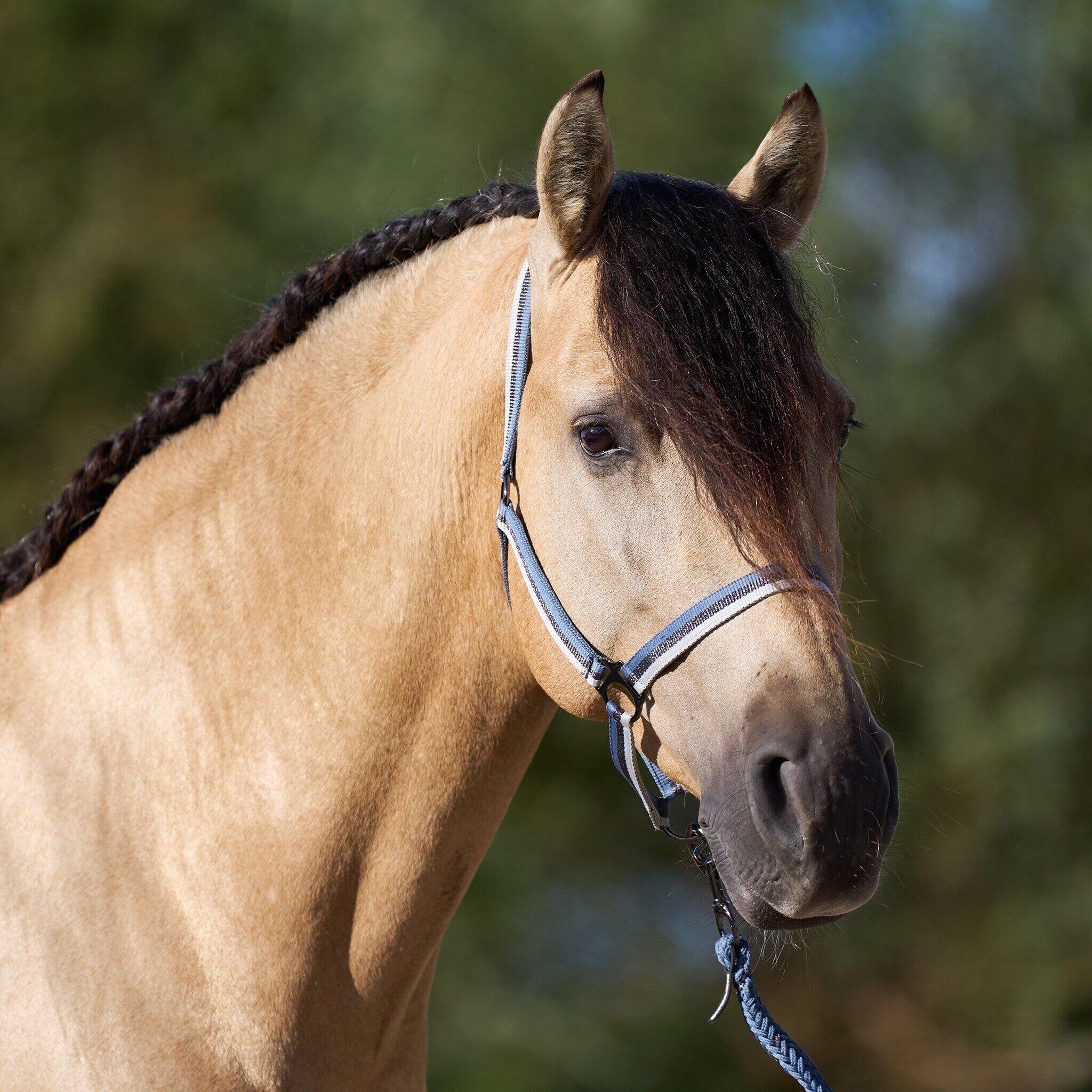 Imperial Riding Halster Economic - Moonstone (Pony) 2/3