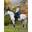 Tapis de dressage Loire Petrole - LEMIEUX