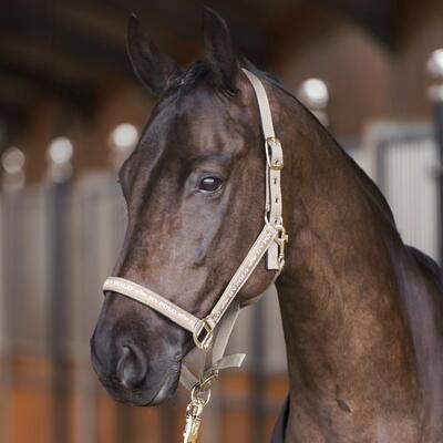 Nylon halster voor het paard hv polo nena