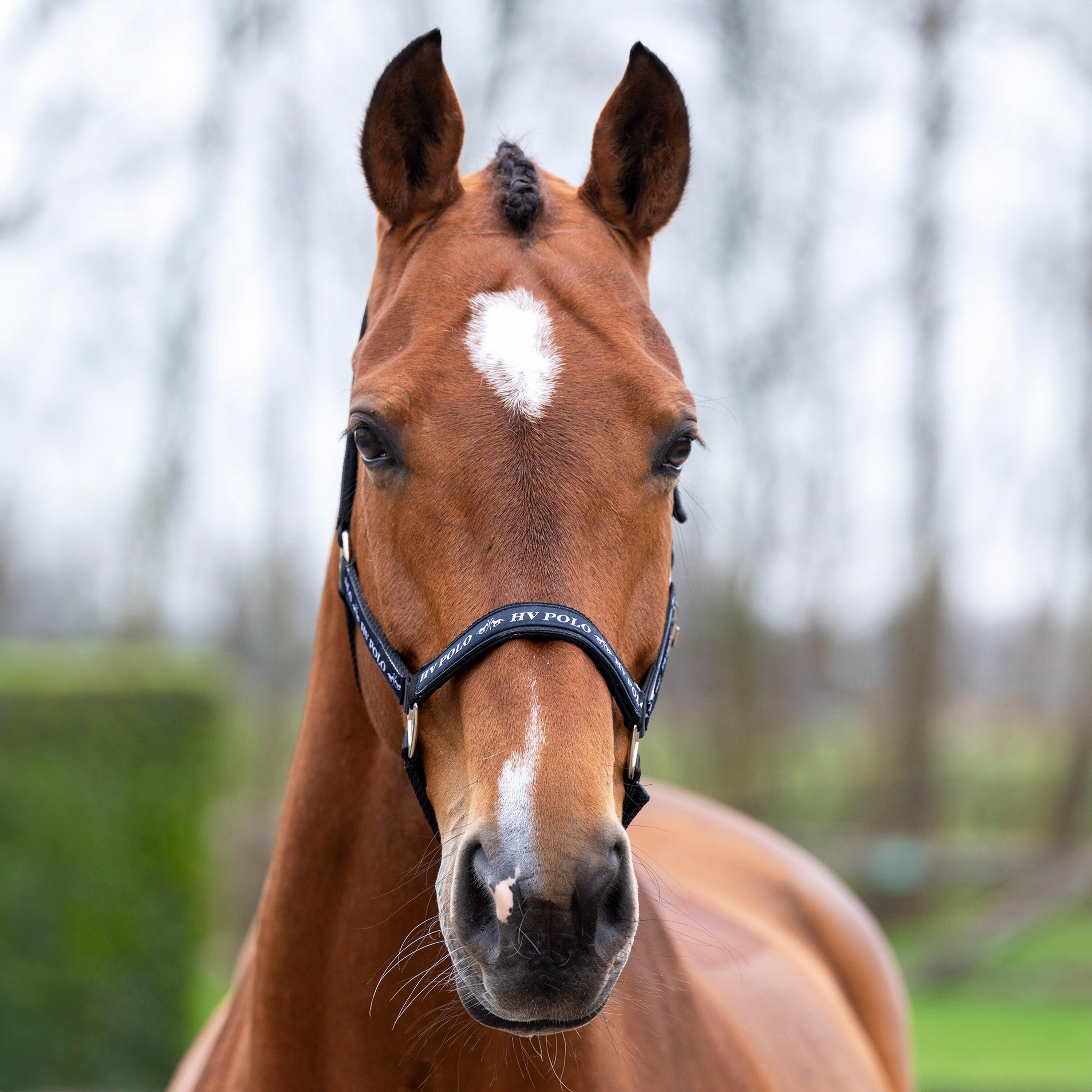 Licol in nylon per cavallo HV Polo Nena 5/5