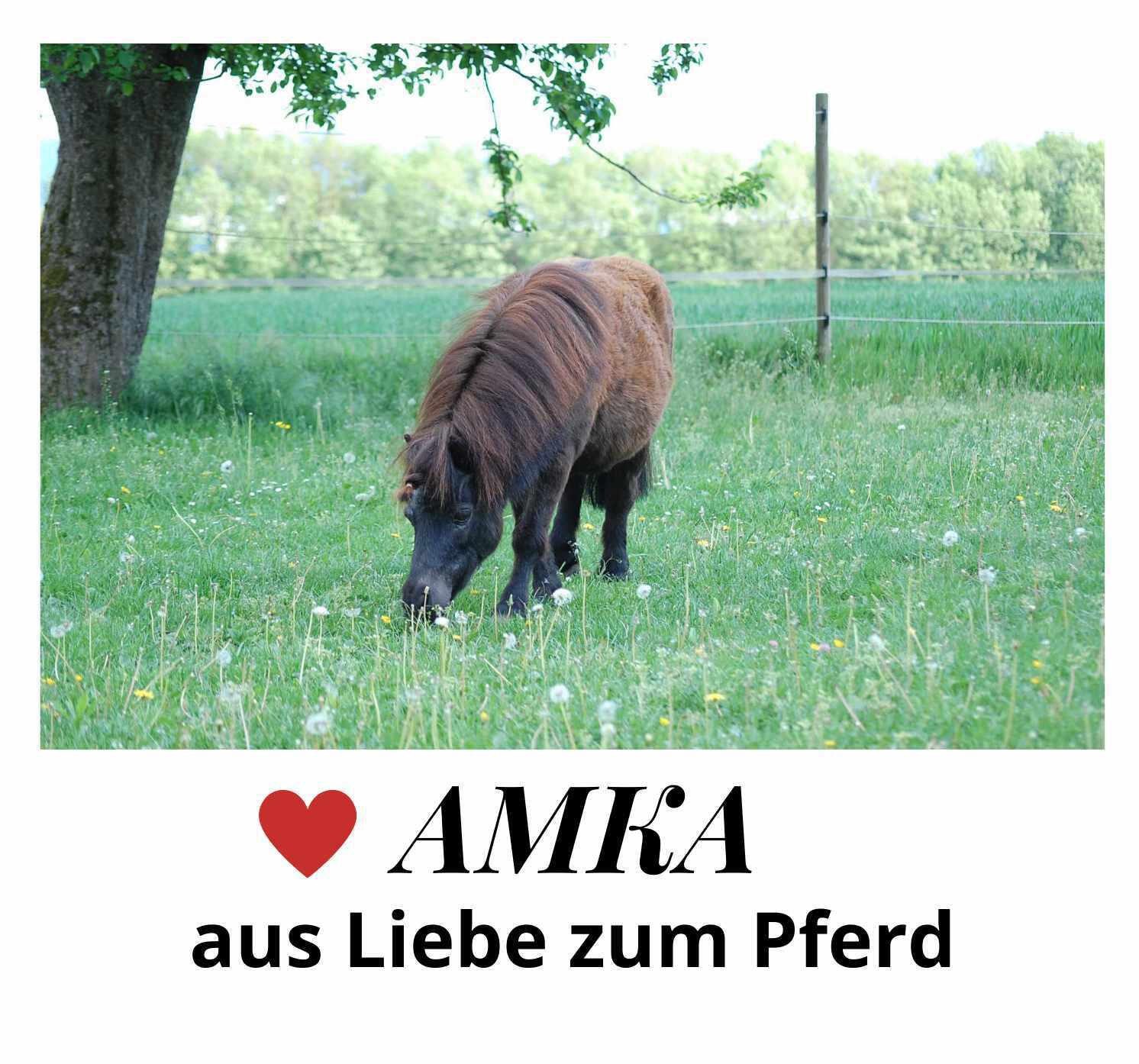 AMKA Schabracke für Pony Shetty Sattel Reitkissen 3/3