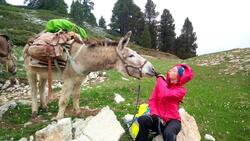 Trek avec des ânes dans le Vercors : nature, bivouac et partage