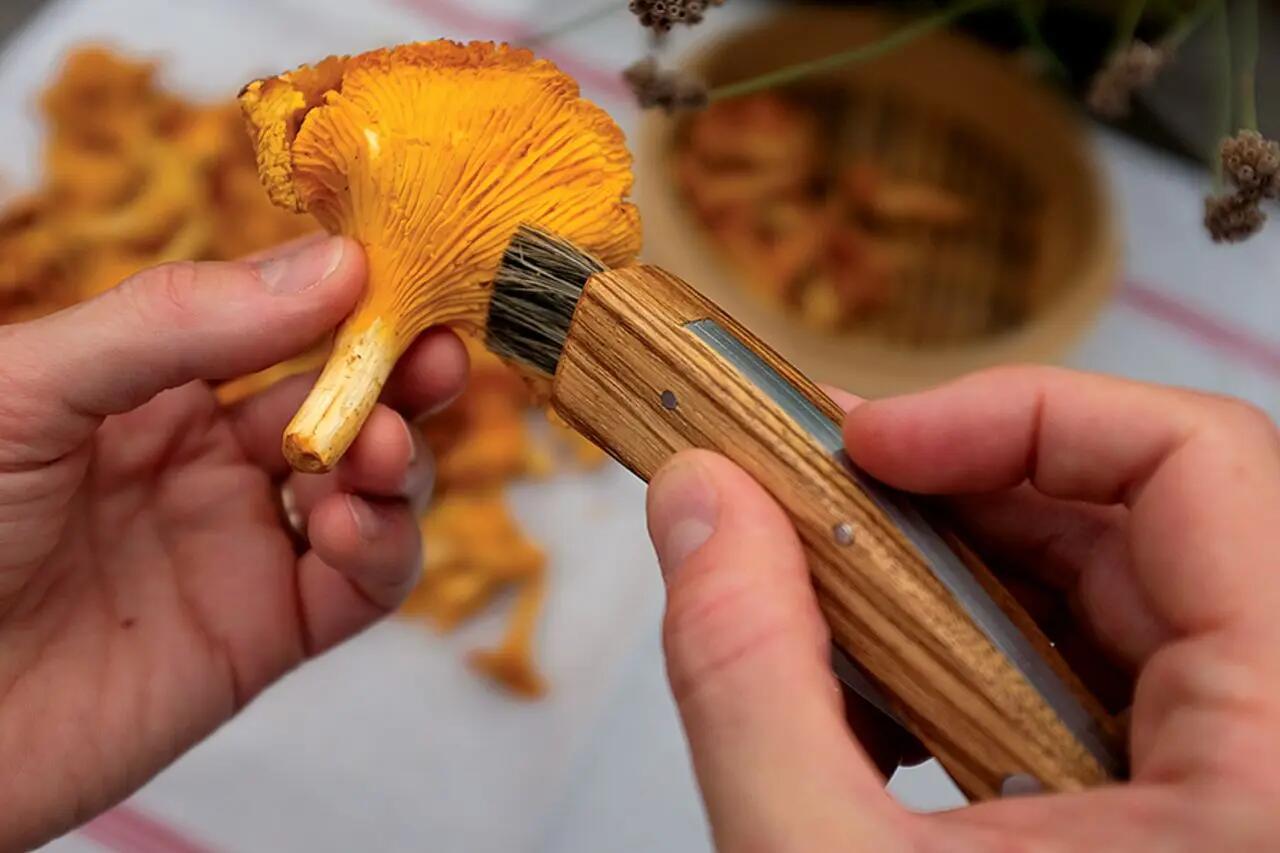 Nóż do grzybów Baladeo Mushroom Knife 2/5