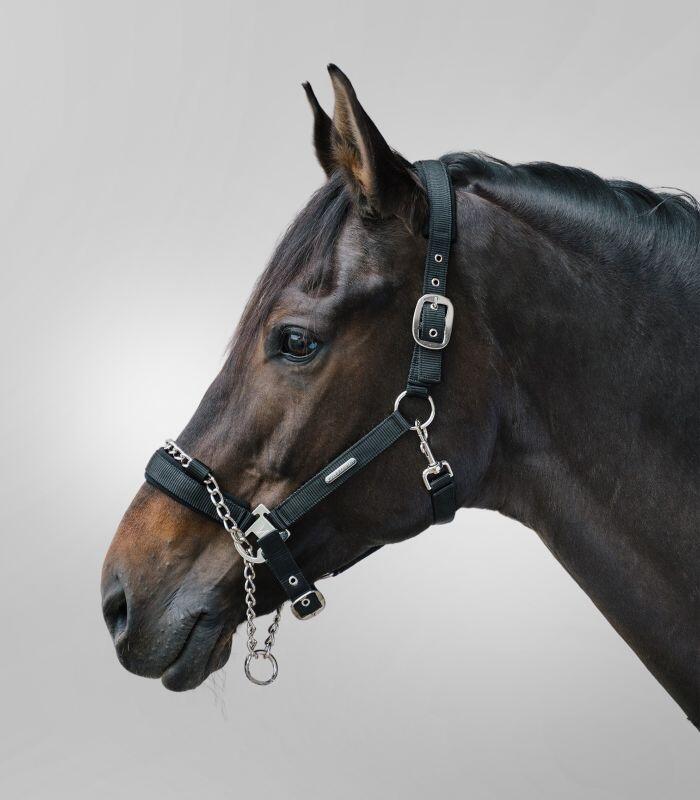 Waldhausen Pro Veiligheidshalster - Met Hengstenketting - Zwart (Cob) 3/3
