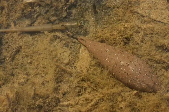 KORDA picture