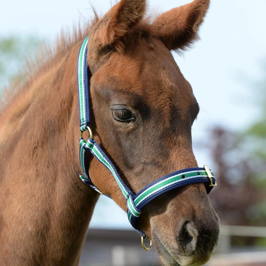 Horse Halter + Bucas + Dublin Model