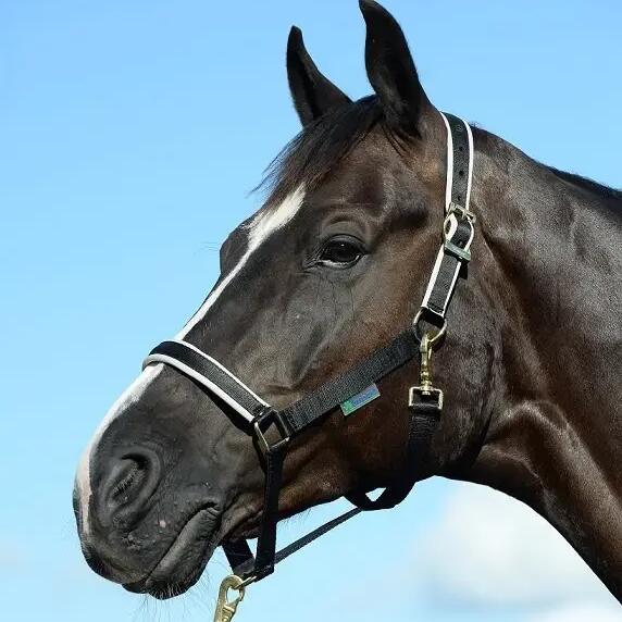 Horse Halter + Bucas + Dublin Model