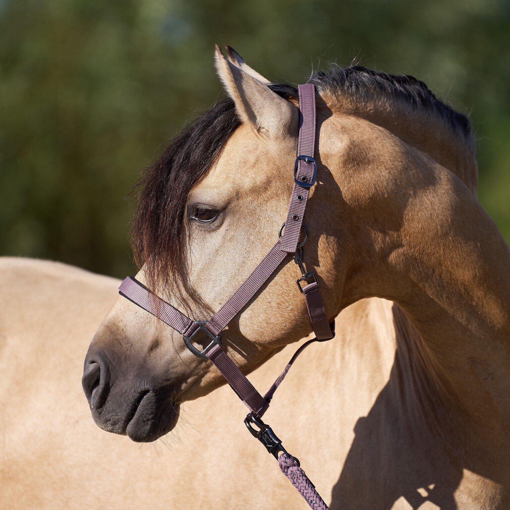 Imperial Riding Halster  Classic Sport - Marble (Pony) (Pony) 2/3