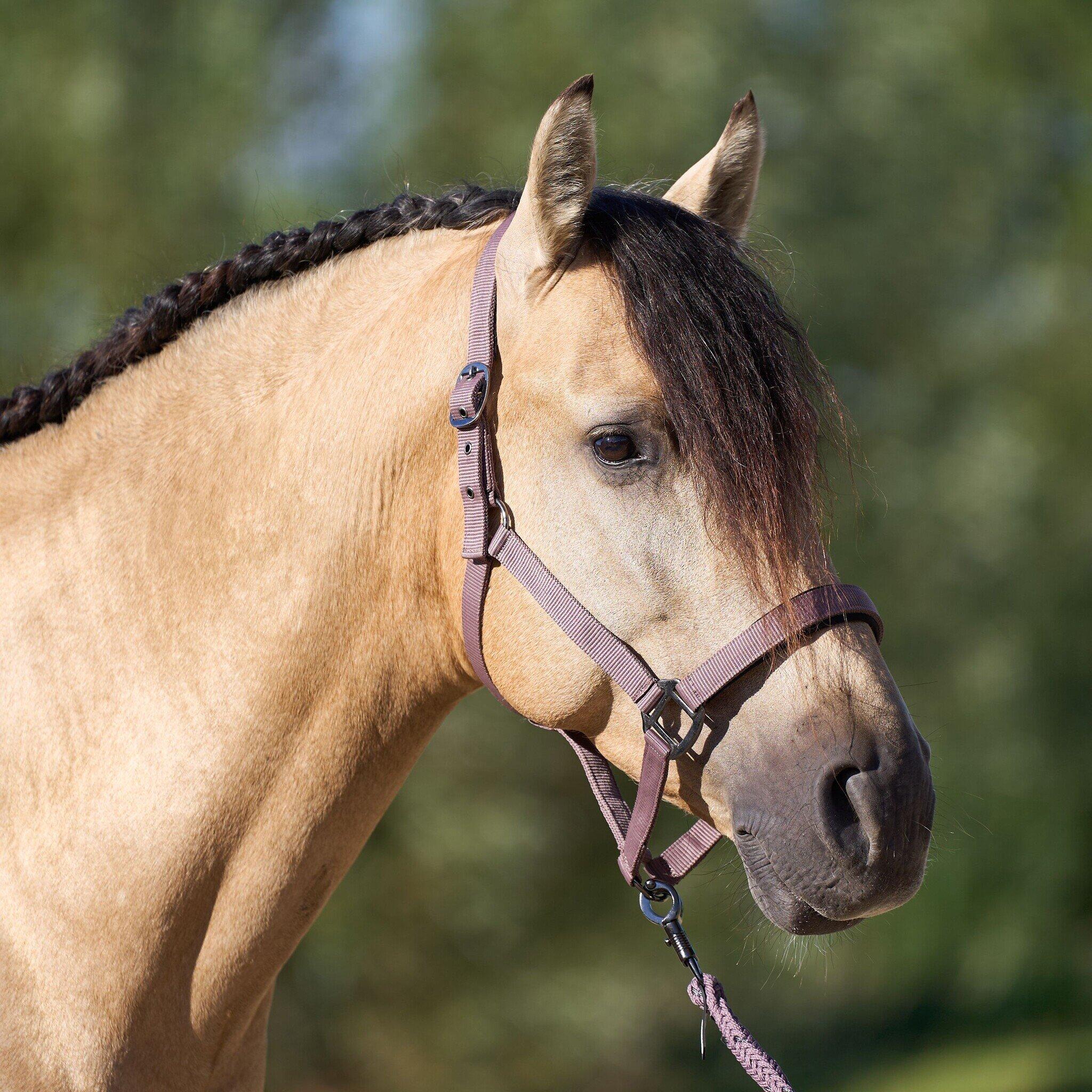 Imperial Riding Halster  Classic Sport - Marble (Pony) (Pony) 3/3