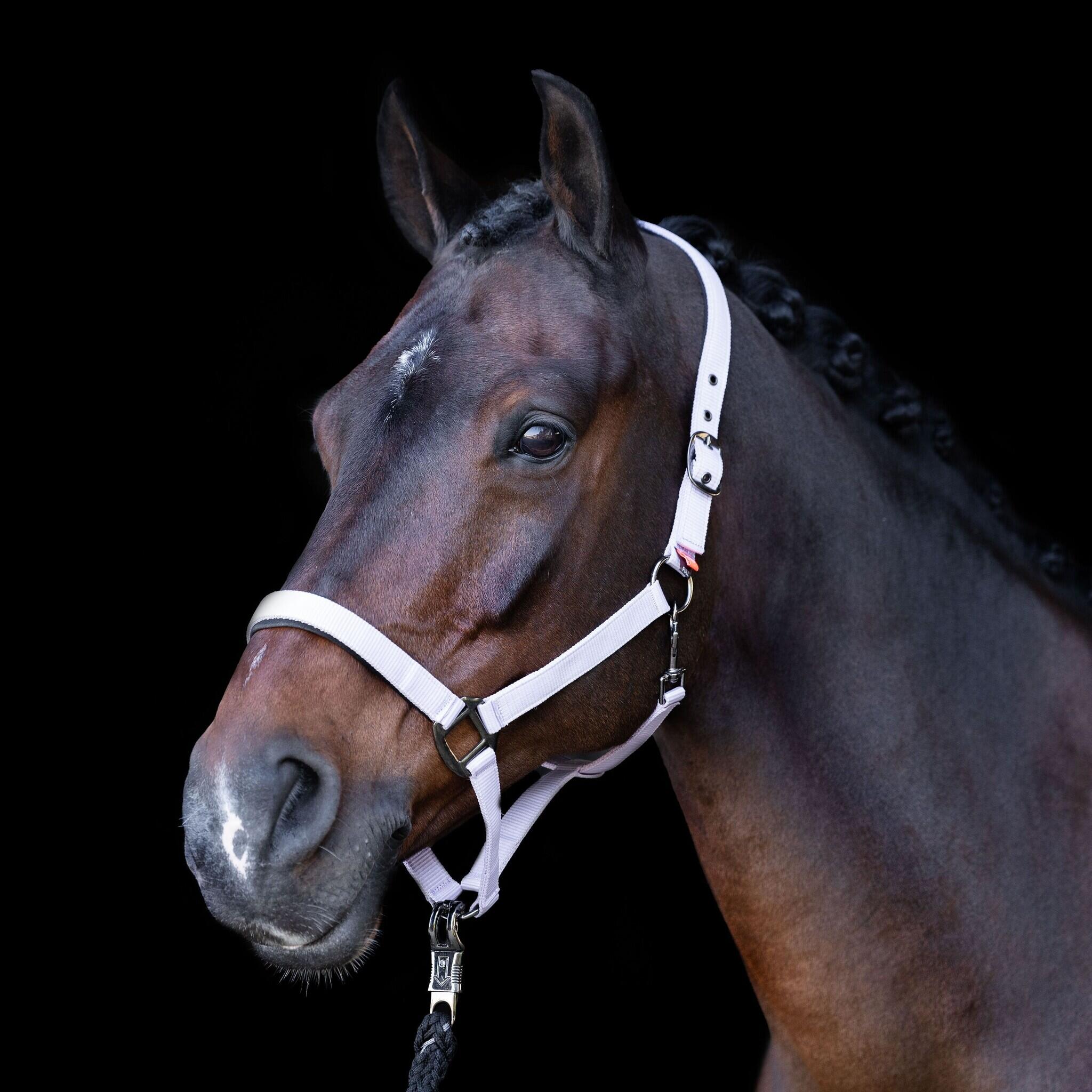 Imperial Riding Halster  Classic Sport - Ballerina (Full) 3/3