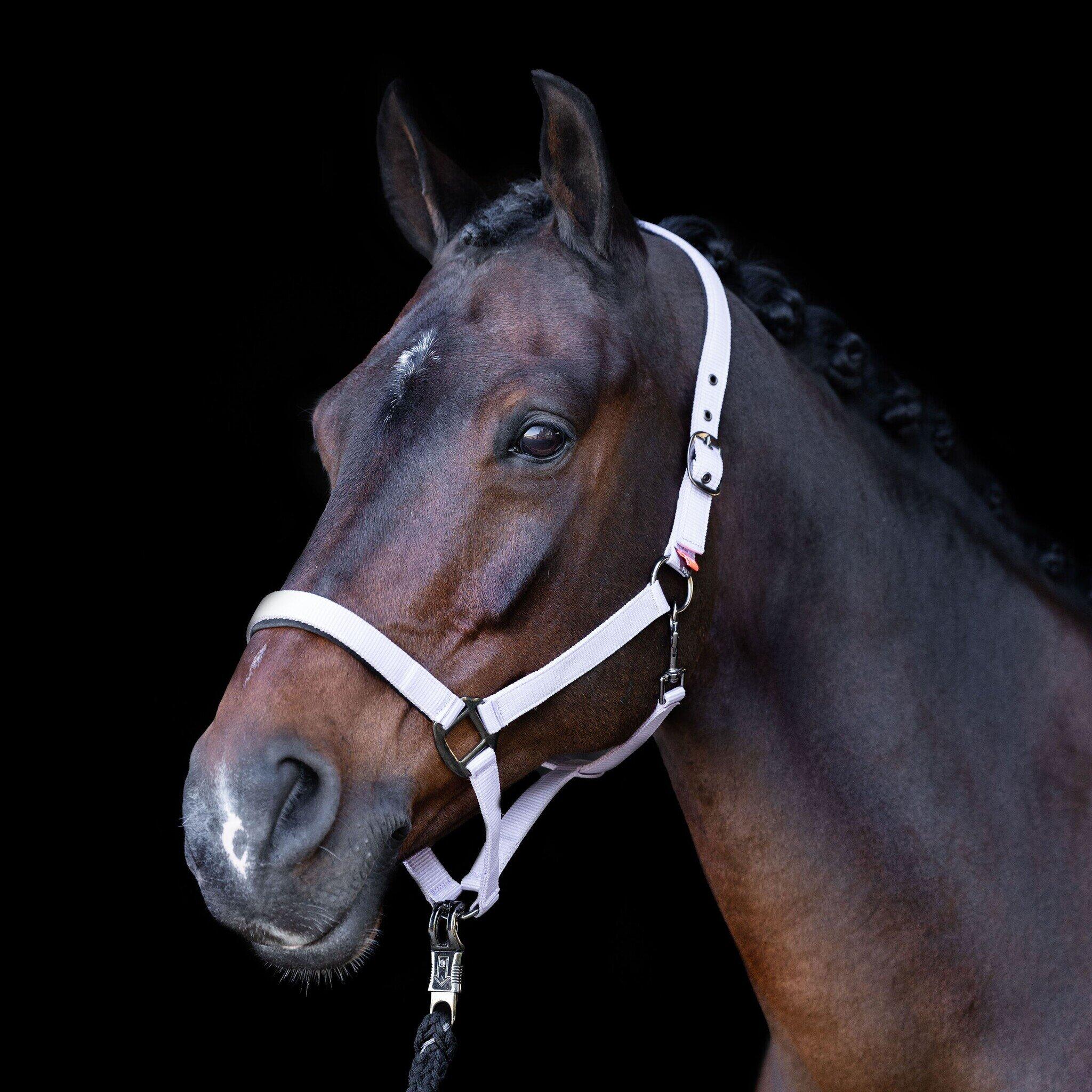 Imperial Riding Halster  Classic Sport - Ballerina (Pony) (Pony) 3/3