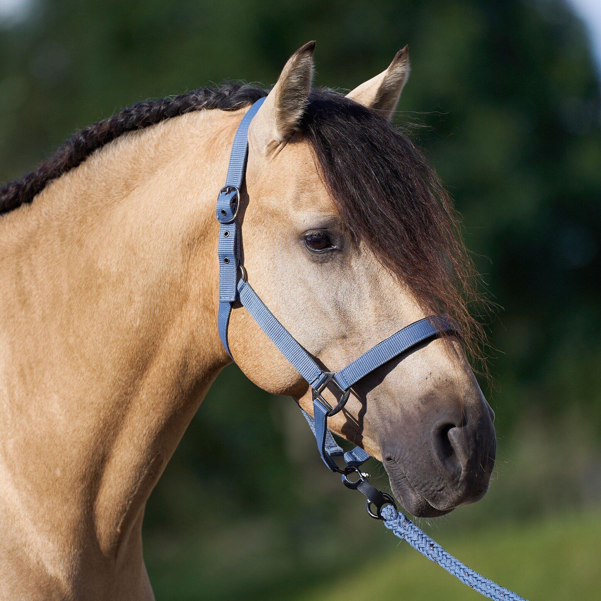 Imperial Riding Halster  Classic Sport - Moonstone (Pony) 2/3