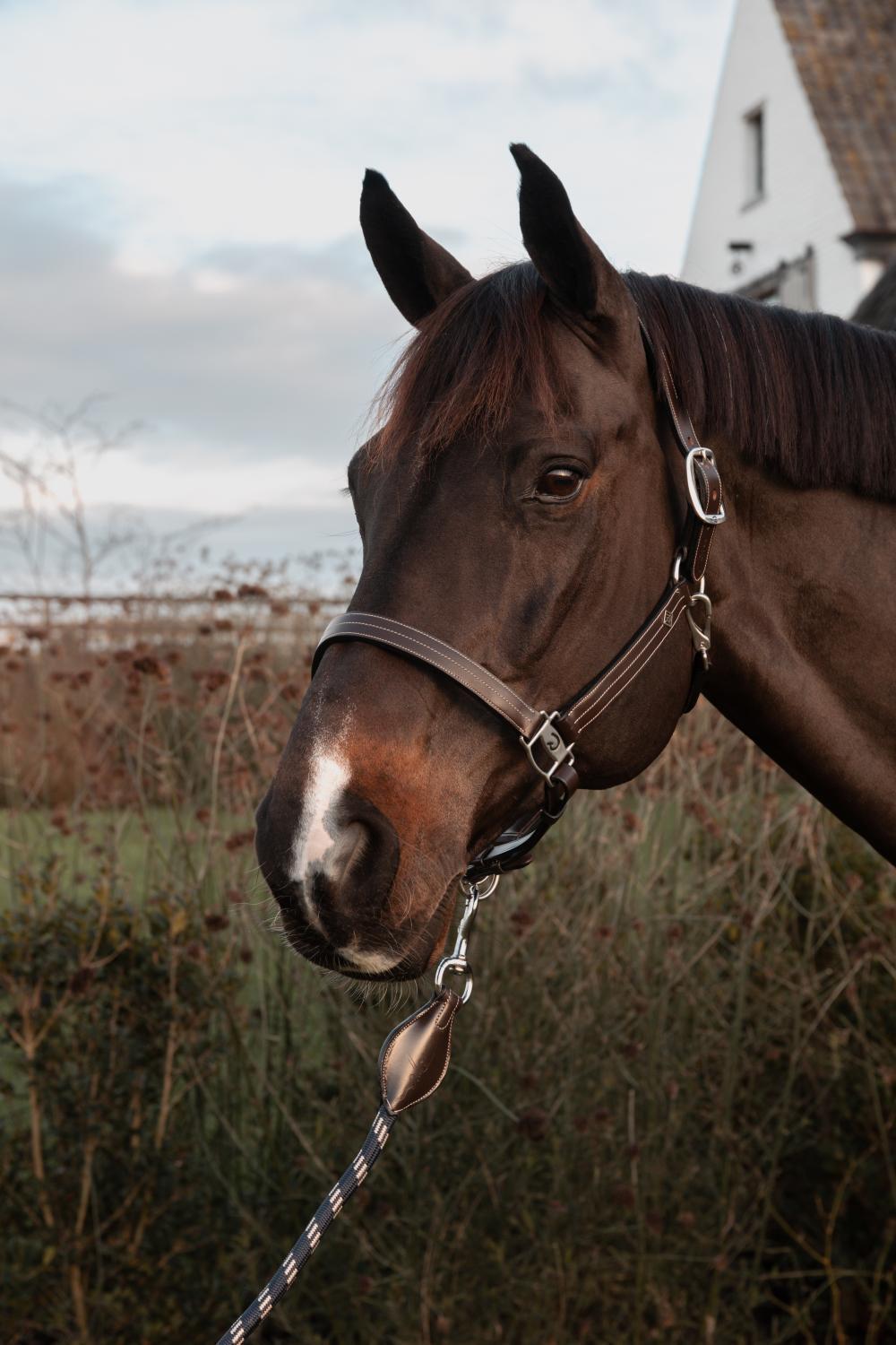 Briglia per cavallo con regolazioni Dy'on US 4/4