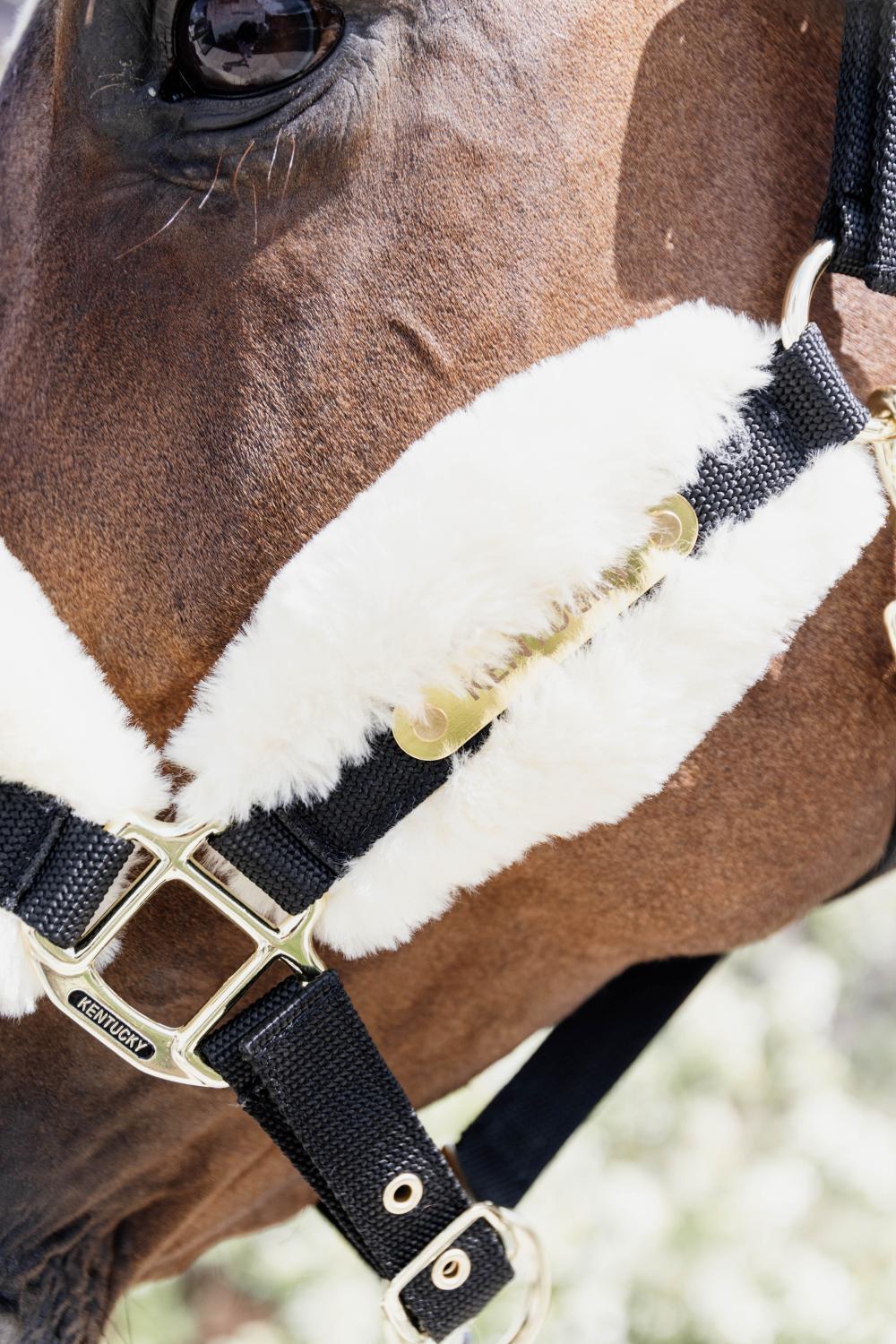 KENTUCKY HORSEWEAR Halster PONY - Naturel - Vegan wol