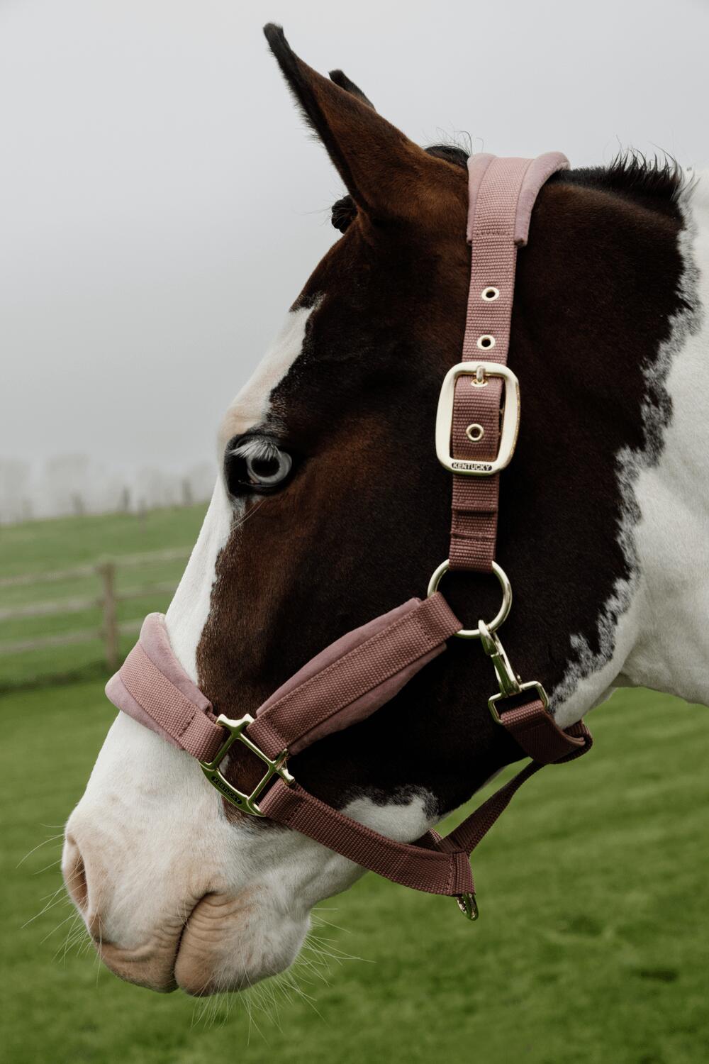 Velvet halster oud roze pony 3/7