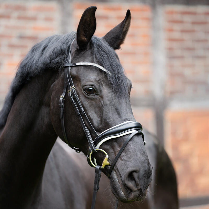 Frontal pour cheval Kavalkade Stardust 2/4