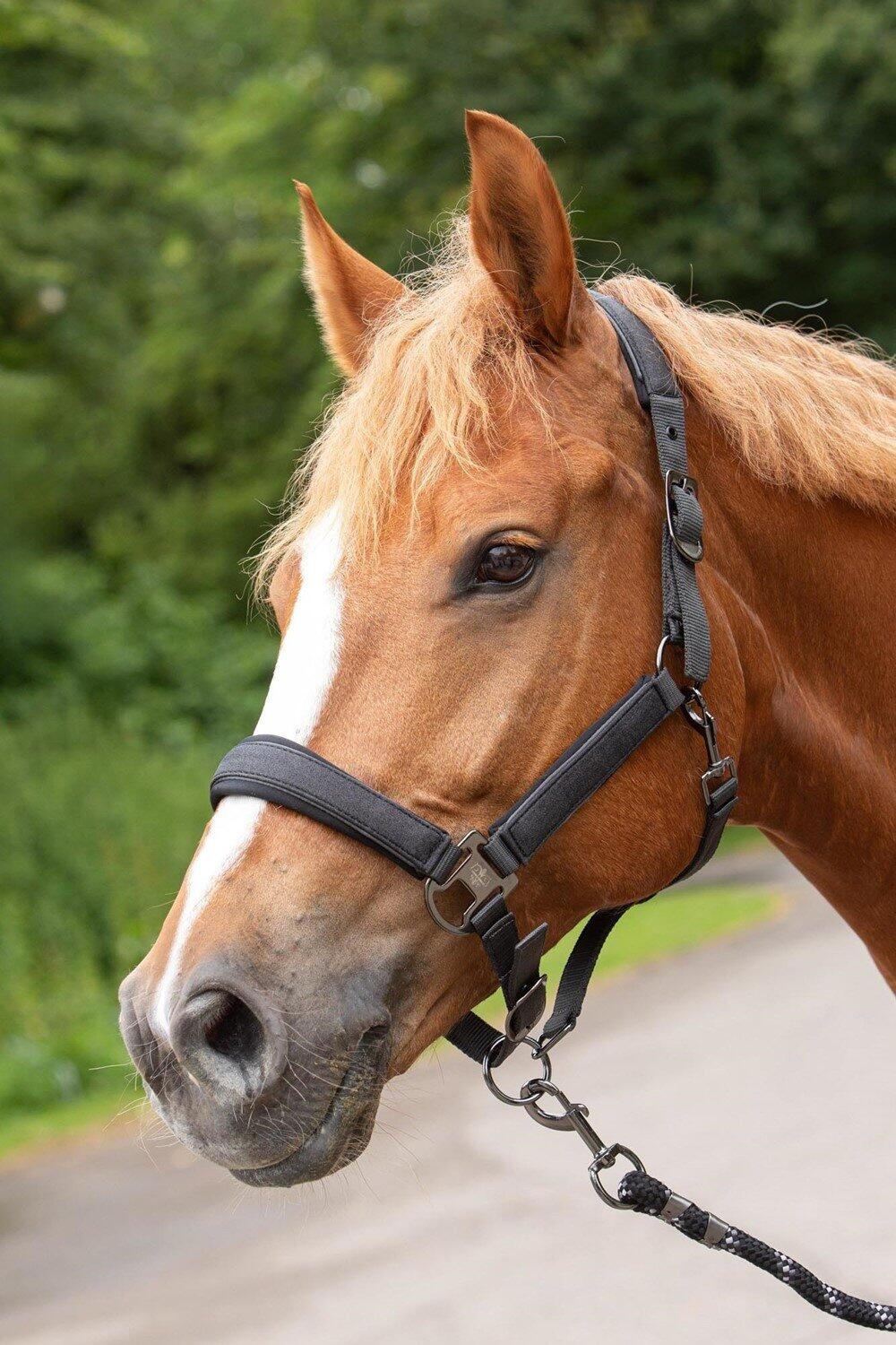 Harry's Horse Halsterset Denici Cavalli Shadow - Black Sand (Pony) 3/3