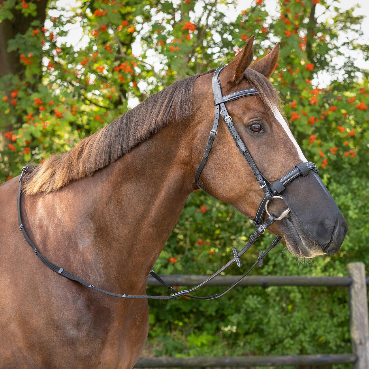 QHP QHP Neusnetje - Zwart