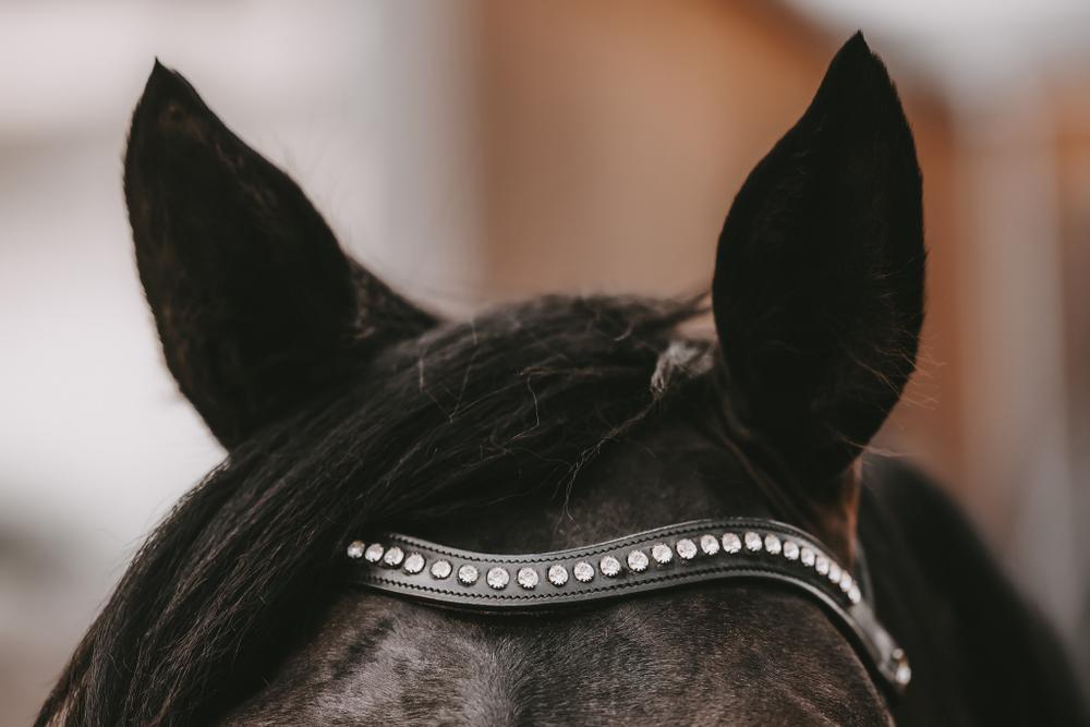 Frontal en V pour cheval Dy'on Swarovski 3/3