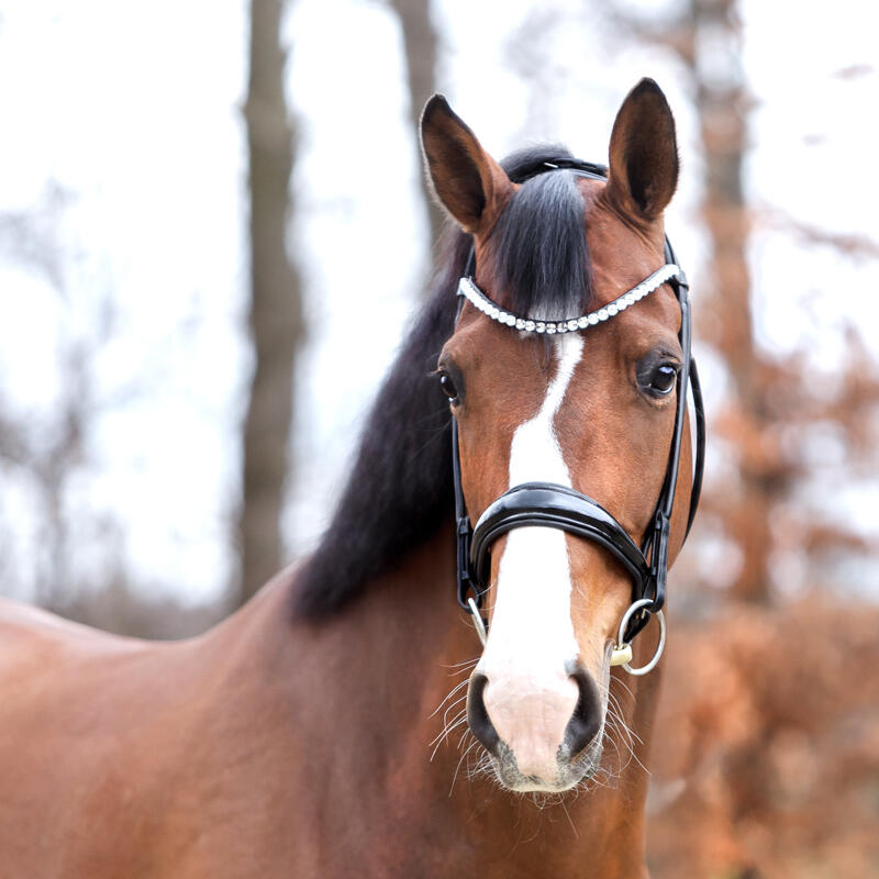 Frontal pour cheval Kavalkade Floretta 2/4