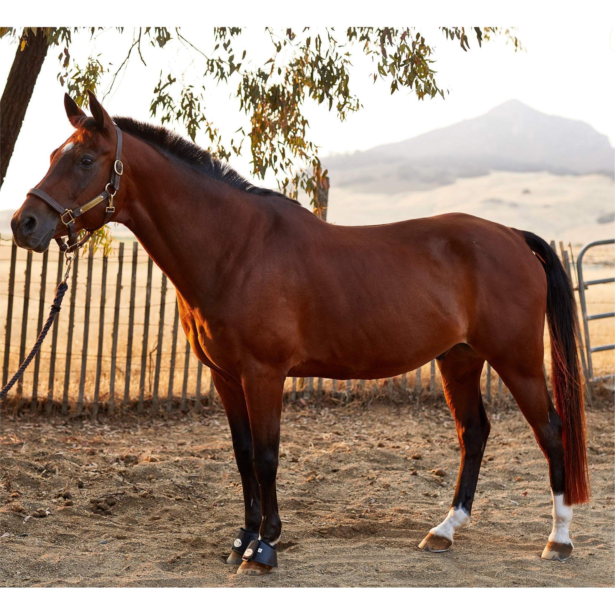 Cloches pour cheval Kavalkade KavalPren 5/5