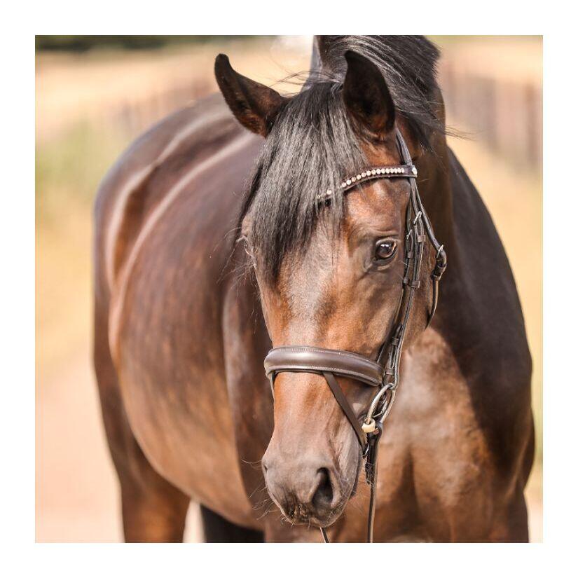 Bridas de equitación Kavalkade Diana KavalSH7 6/7
