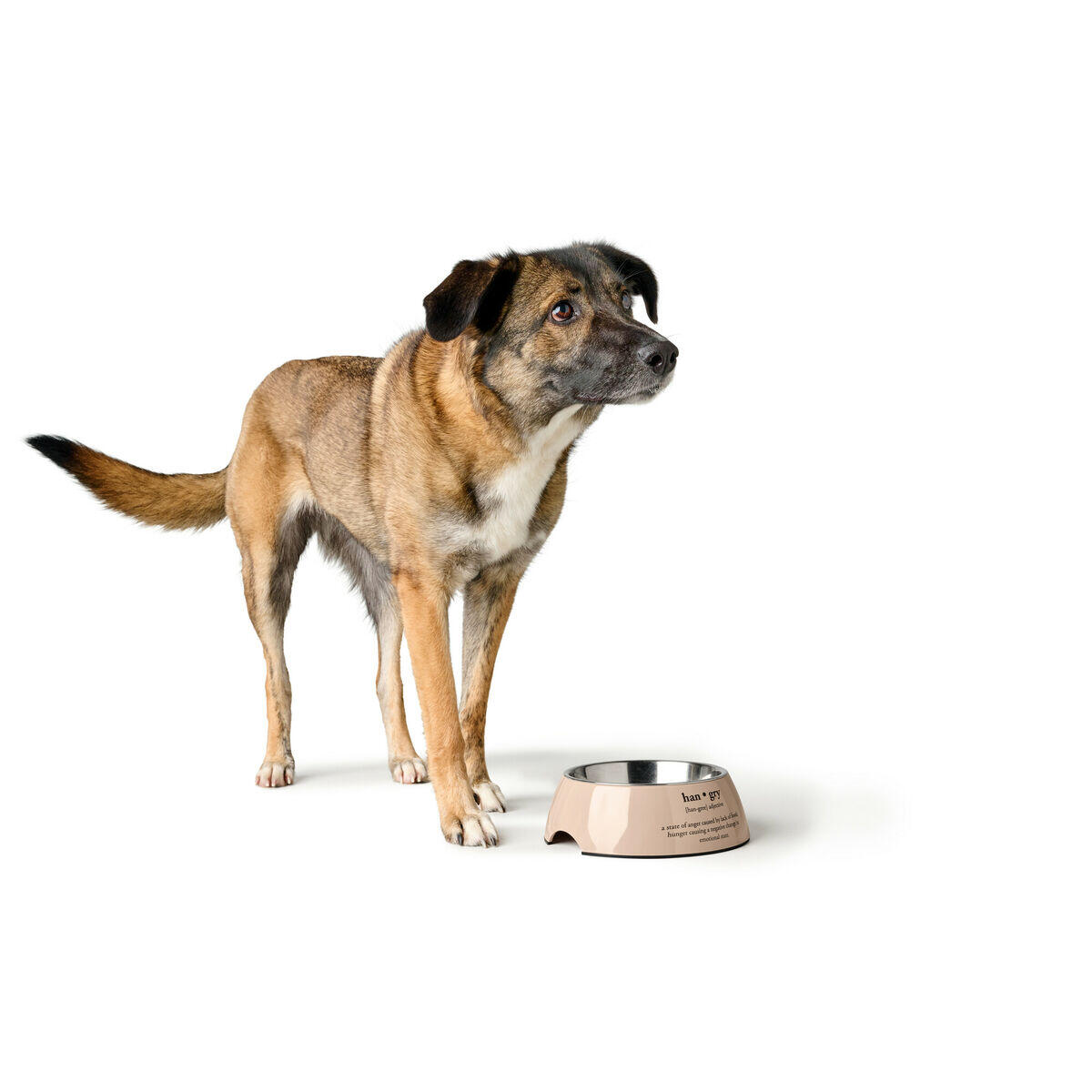 Comedero para Perro Hunter LUTON Beige 3/5
