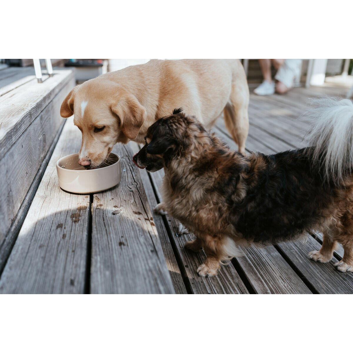 Comedero para Perro Hunter OSBY Beige 4/5
