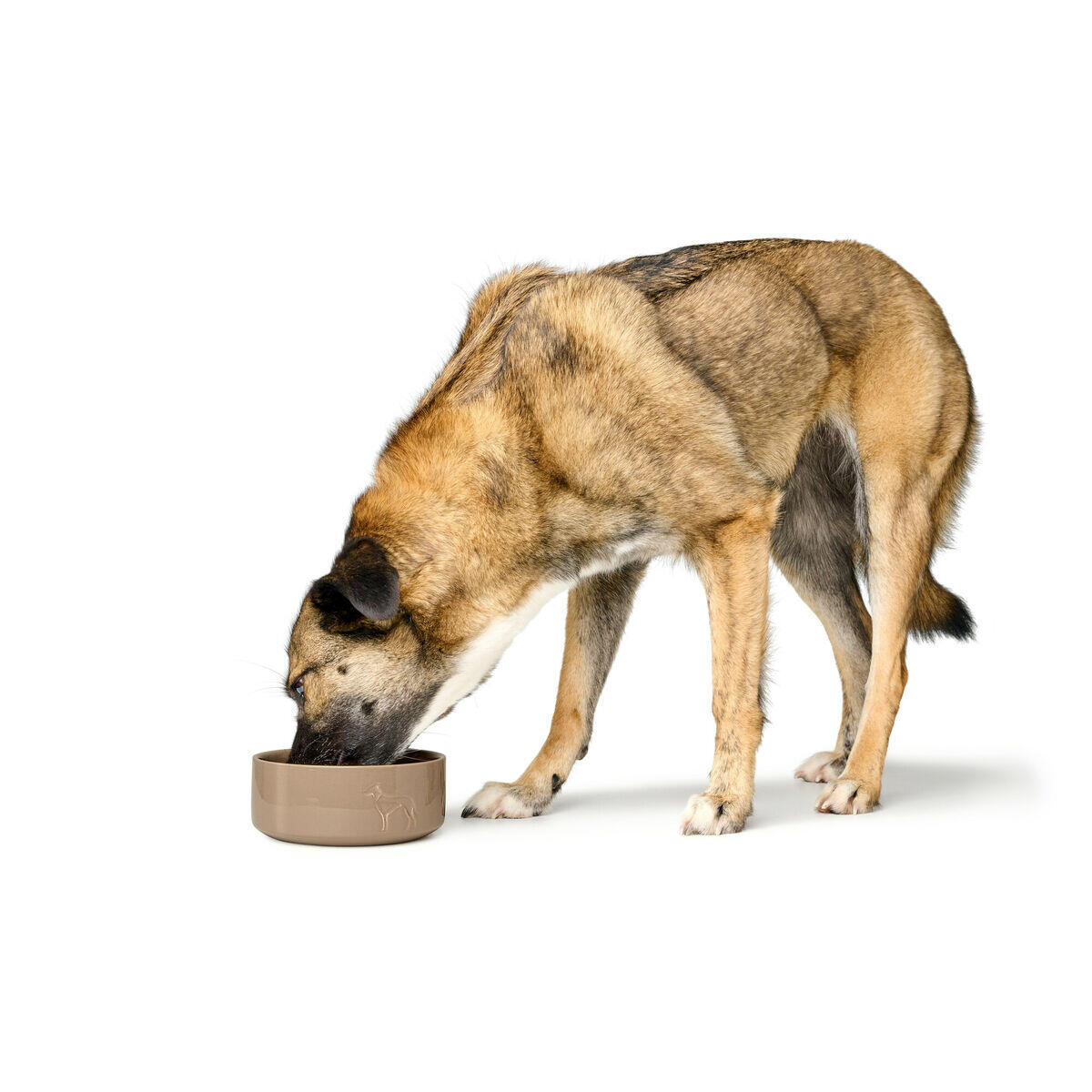 Comedero para Perro Hunter OSBY Beige 3/5