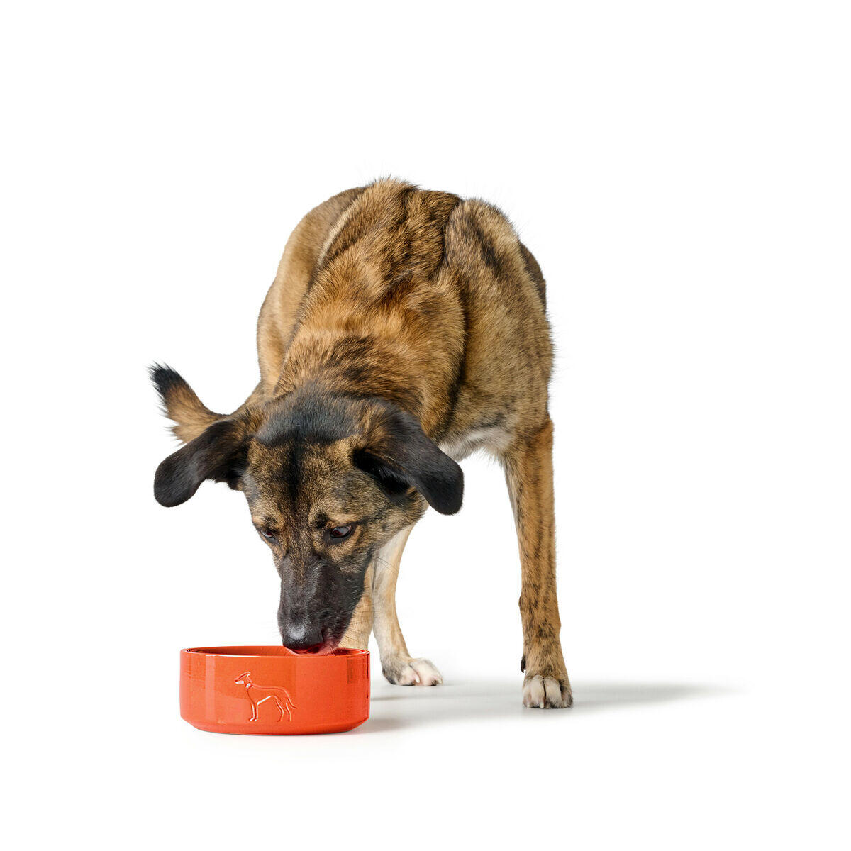 Comedero para Perro Hunter OSBY Naranja 4/5