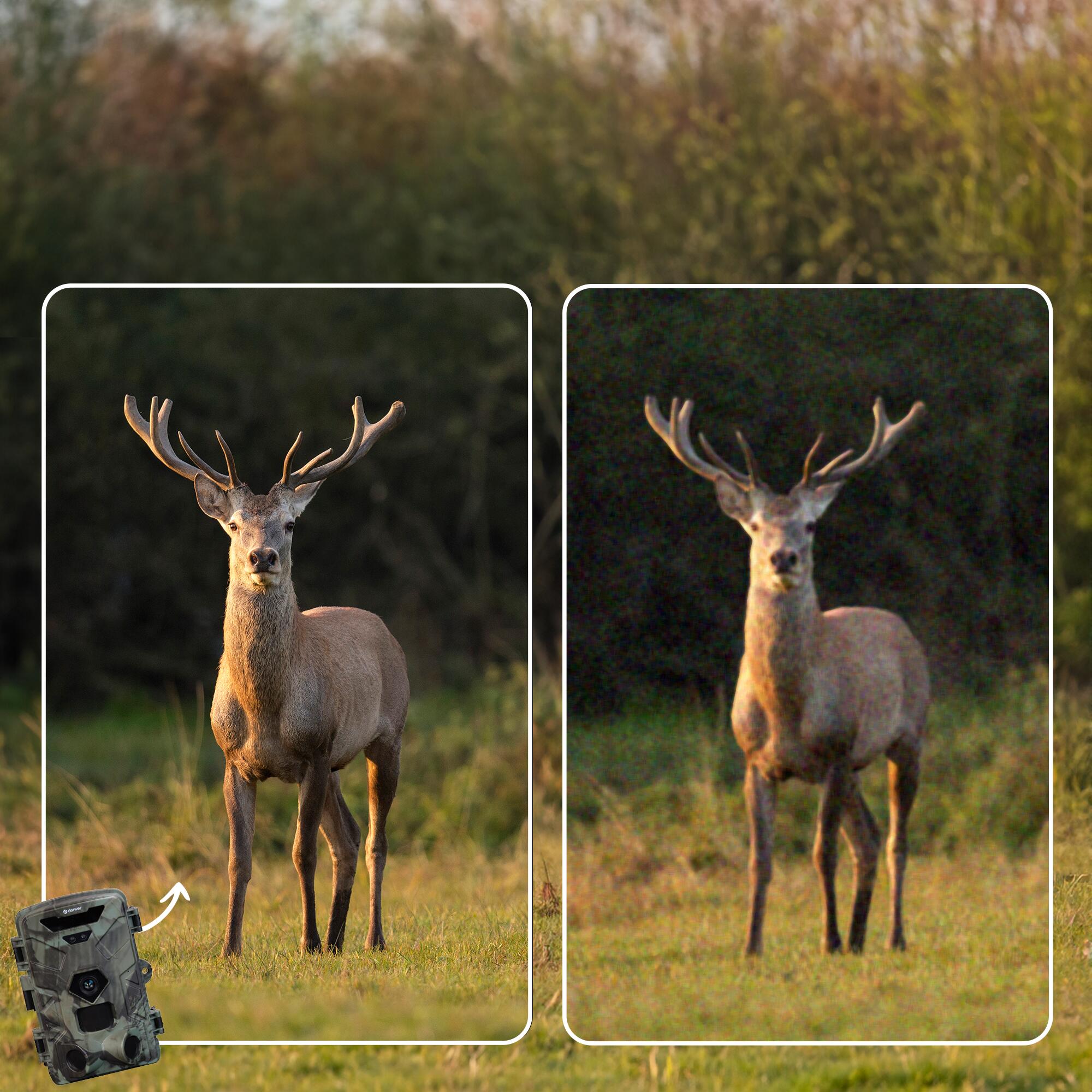 Caméra de Chasse avec Vision Nocturne - 4K Ultra HD - 50MP - Étanche - WCT8016 7/7