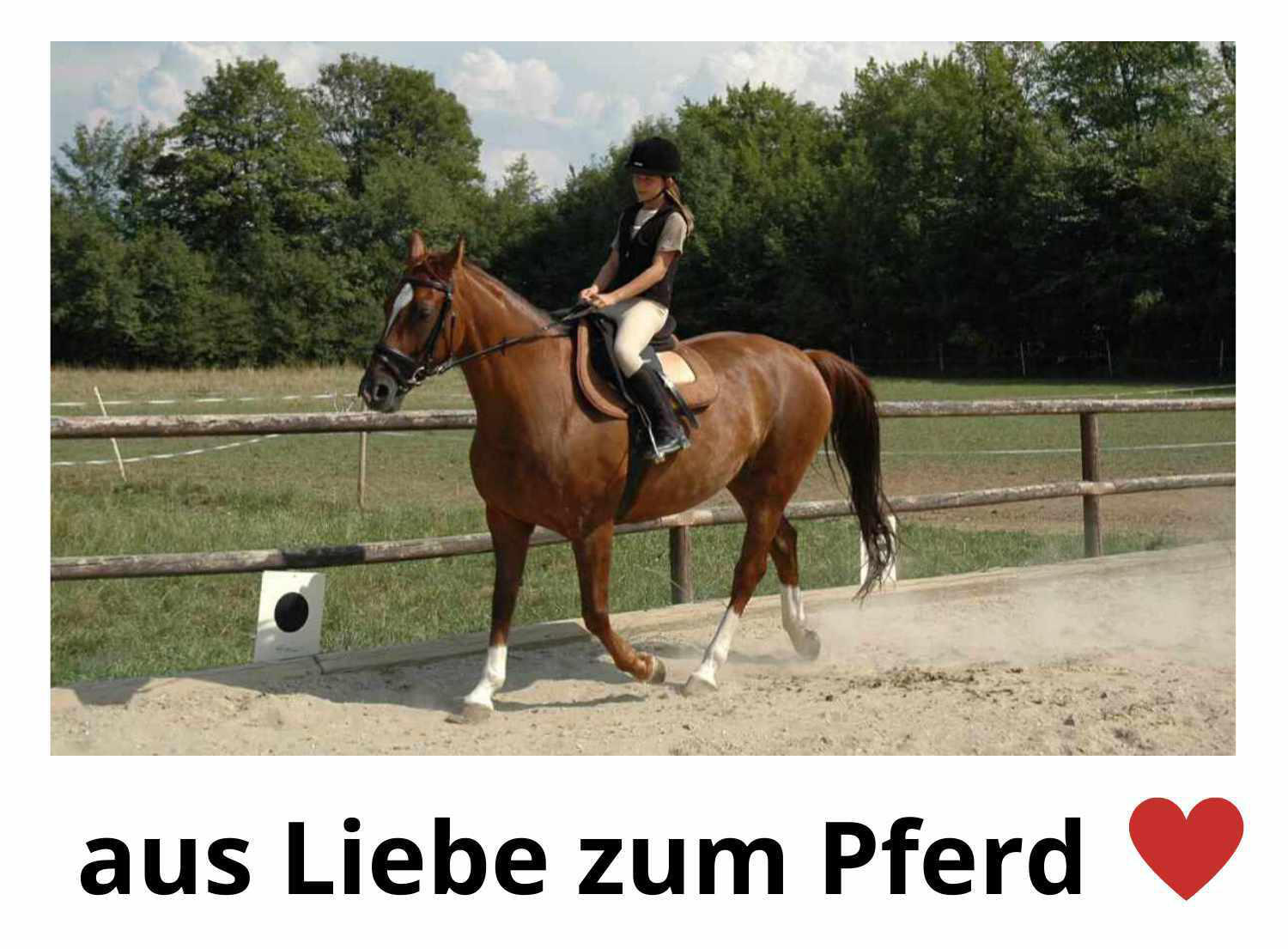 EKKIA Lehrzügel 4/4