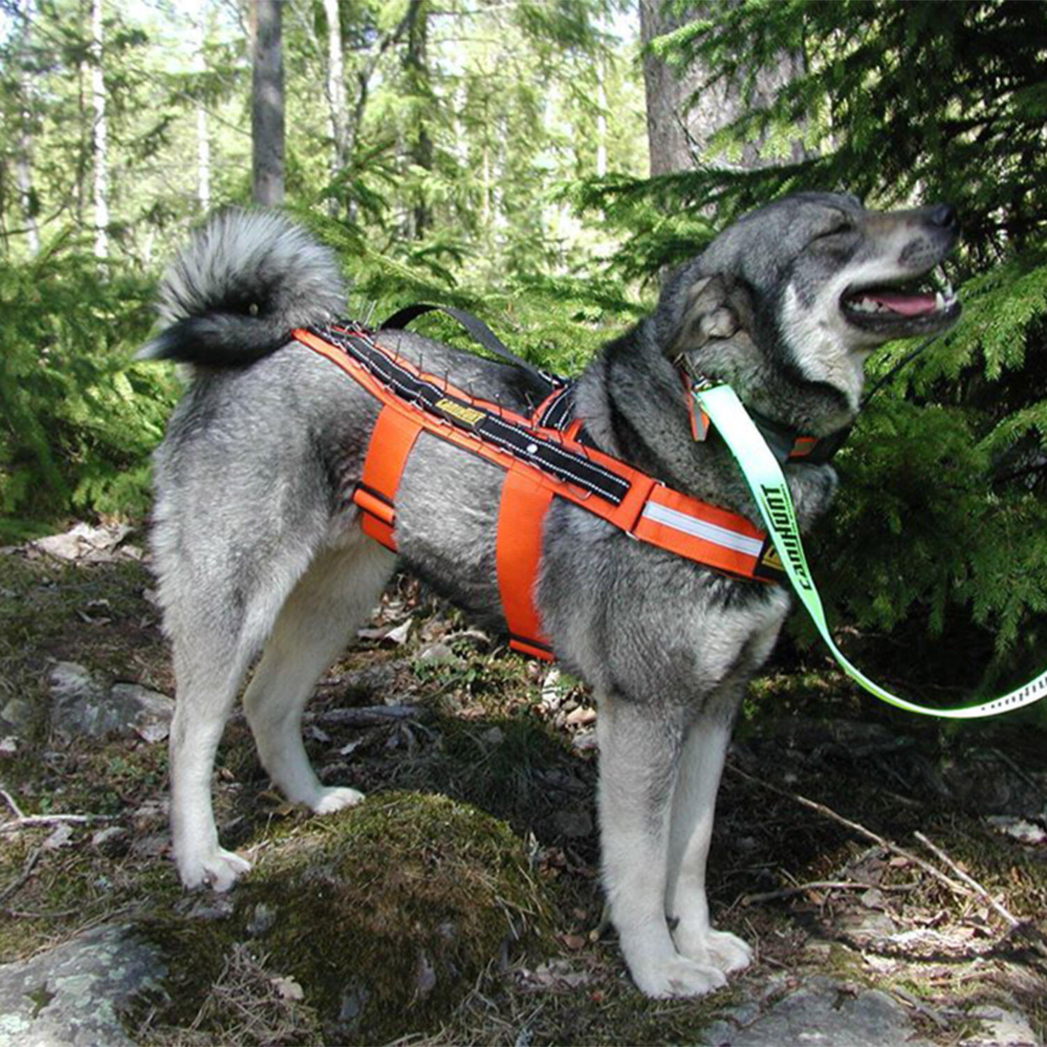 Harnais pour chien anti agression avec pics métalliques Canihunt 3/3