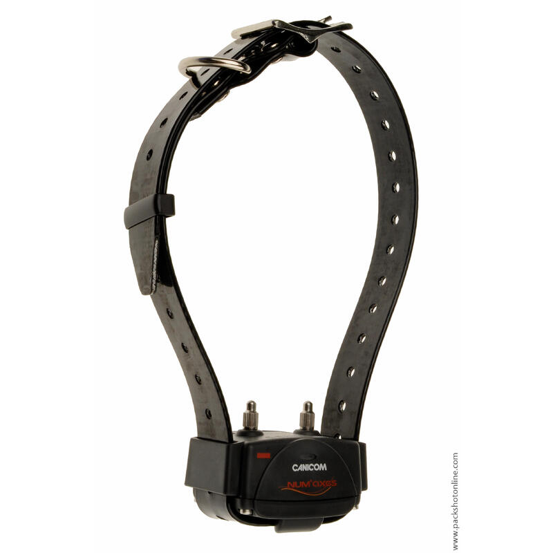 Collier de dressage seul pour chien avec sangle Num'axes Canicom