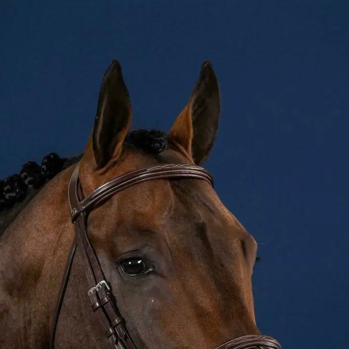 Straight horse browband Dy'on
