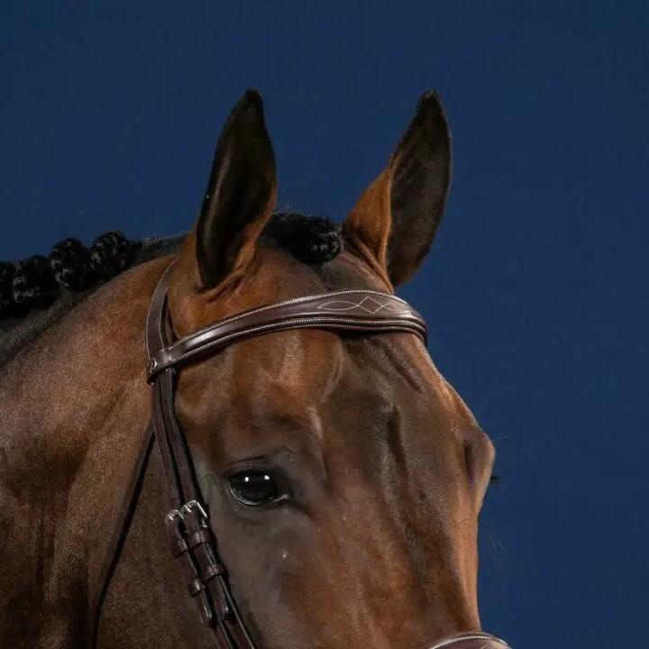 Anatomical right horse browband Dy'on
